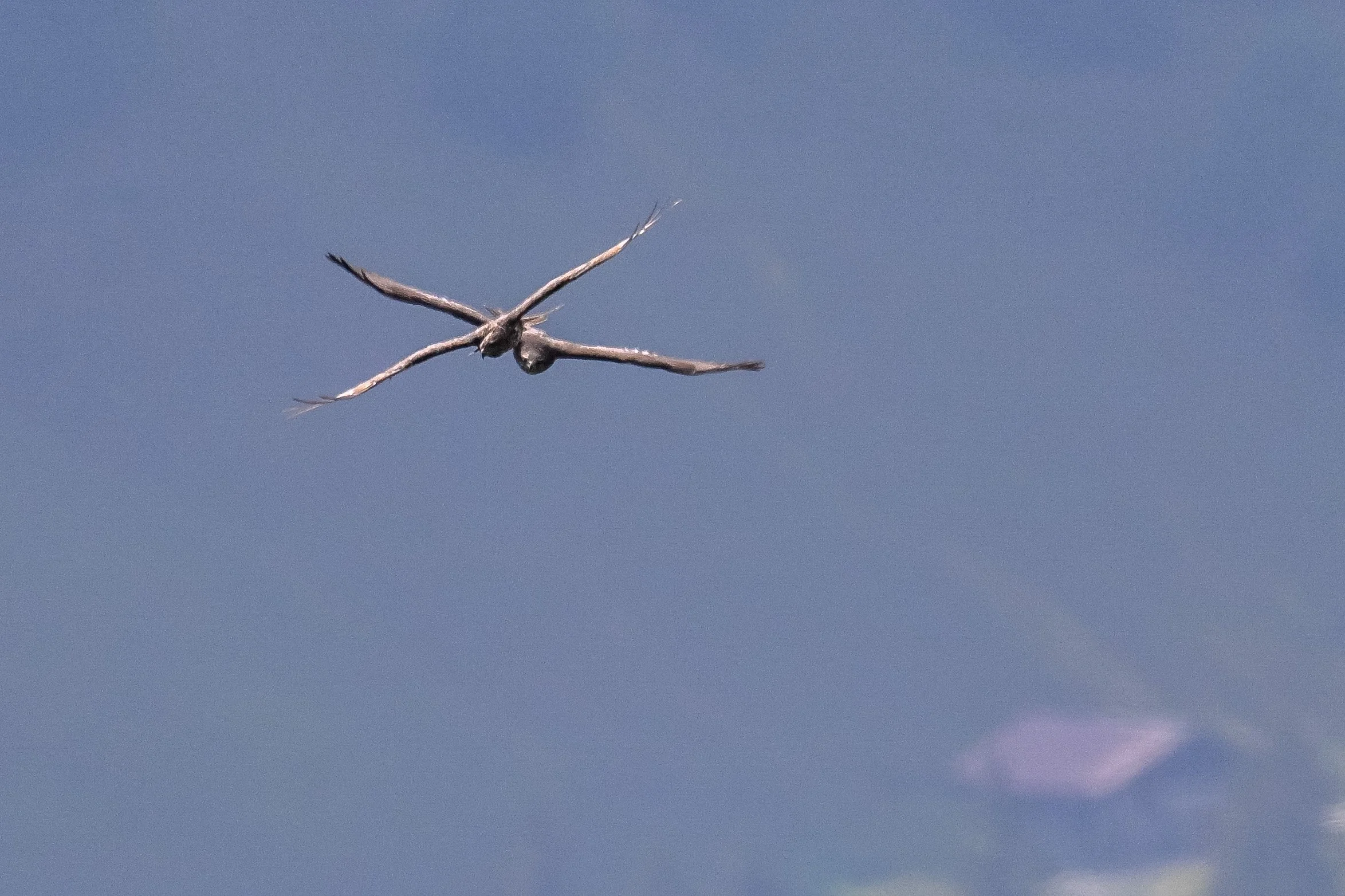 Mondimage_©Claude-Champion_rapaces.jpg