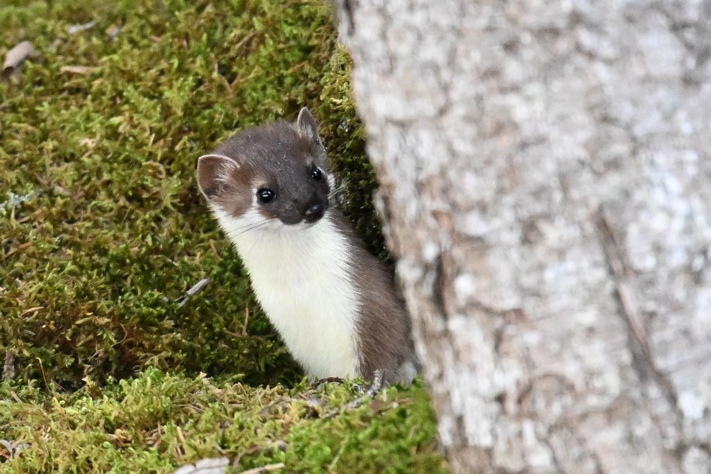 Une amie nous averti qu'elle a observé une famille de 3 hermines (1 mère et ses deux jeunes) au bord de la rivière ! Une...