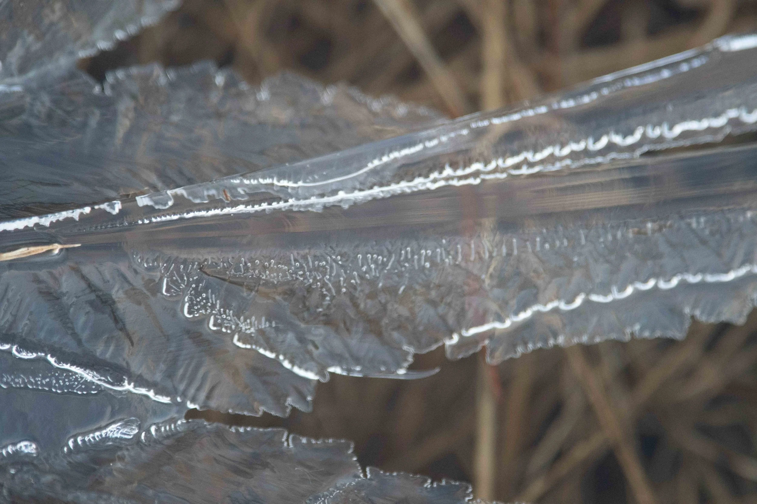 Givre formé sur des feuilles en hiver, avec des détails de cristaux de glace en gros plan.