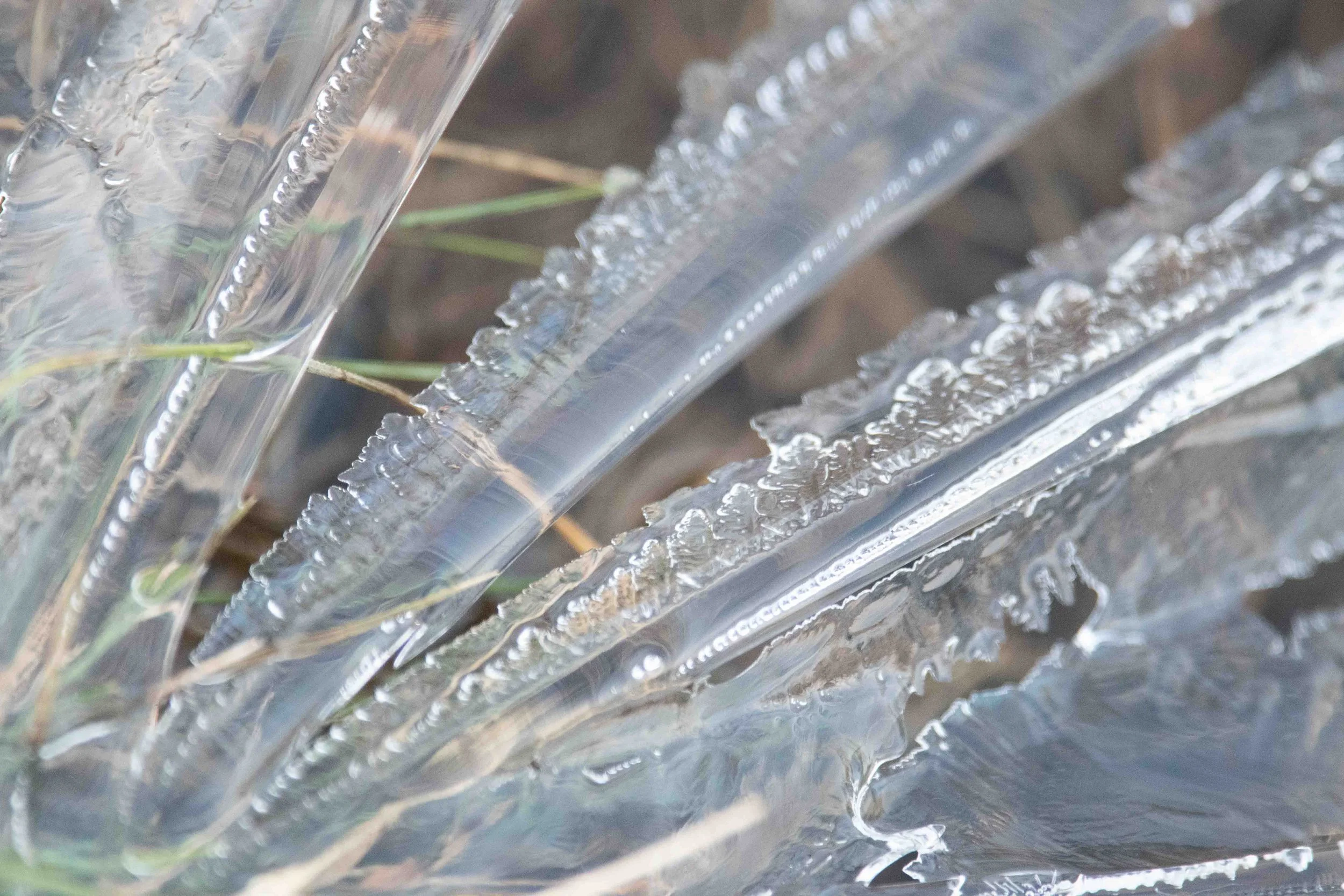 Des cristaux de glace sur des brins d'herbe.