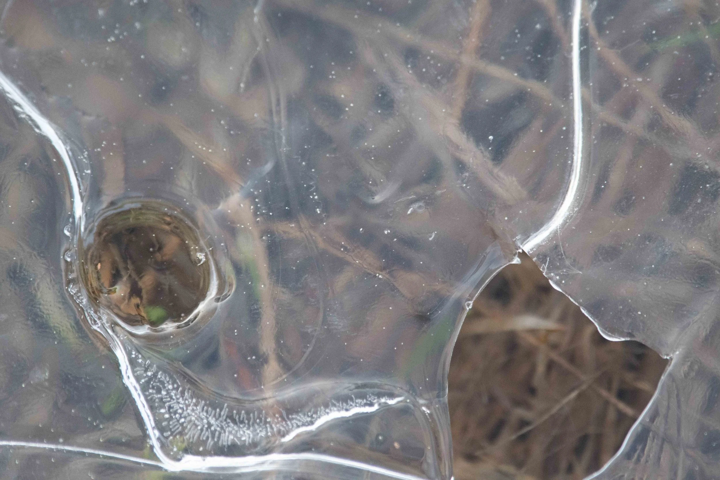 Gros plan de feuilles sous une couche de glace transparente avec une fissure visible.