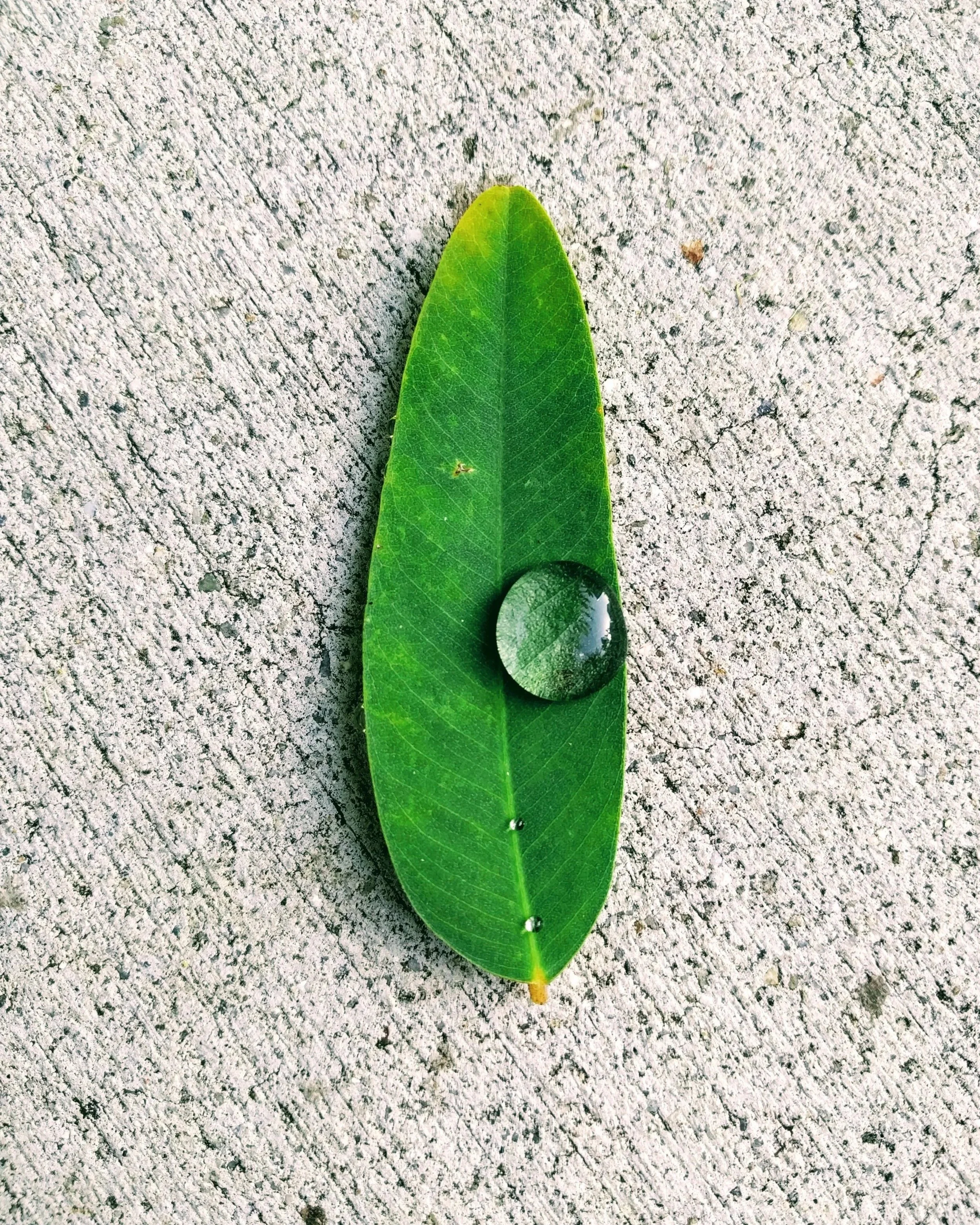 HOMO HOMINI LUPUS ED UN SOLO TESSUTO VIBRANTE