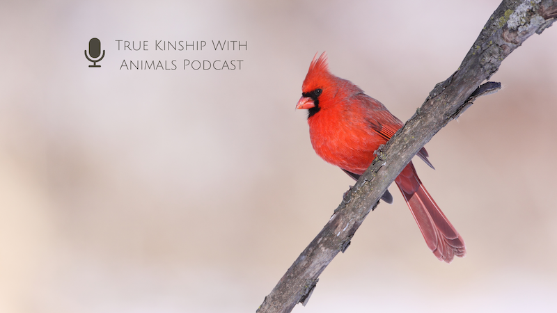 Podcast Ep5 The BIG NOTHING In Animism