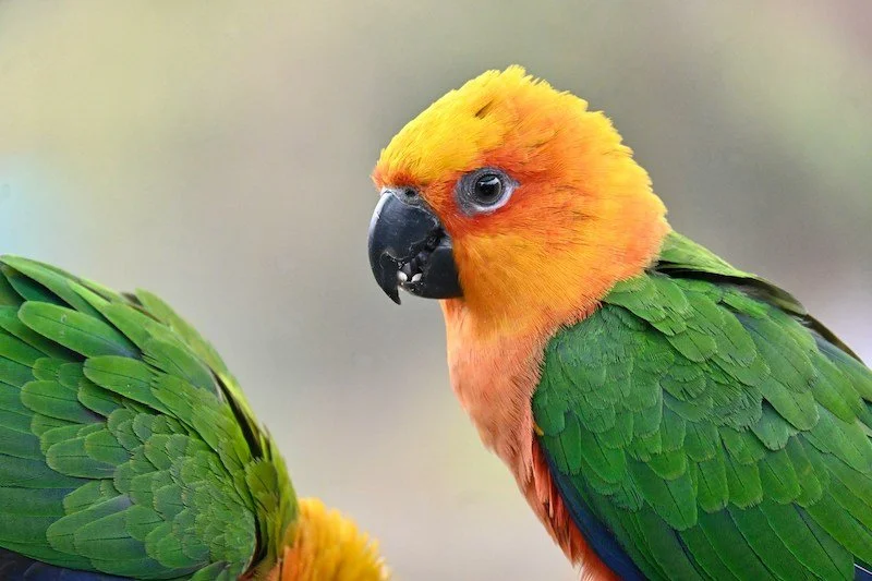 Podcast Ep 11: Showing Up For Animals