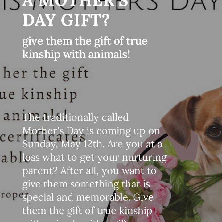 Looking for a one of a kind gift for Mother's Day? A true kinship with animals gift card helps them reach their dream of building a deeper relationship with animal family members. Good for merch as well as 1:1 sessions. 

#animal communicator #animal