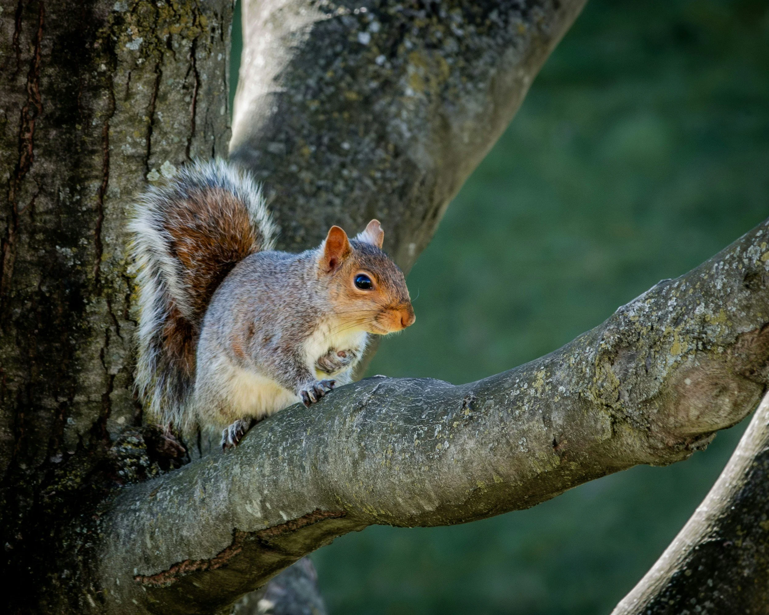 small gray squirrel sitting on tree limb