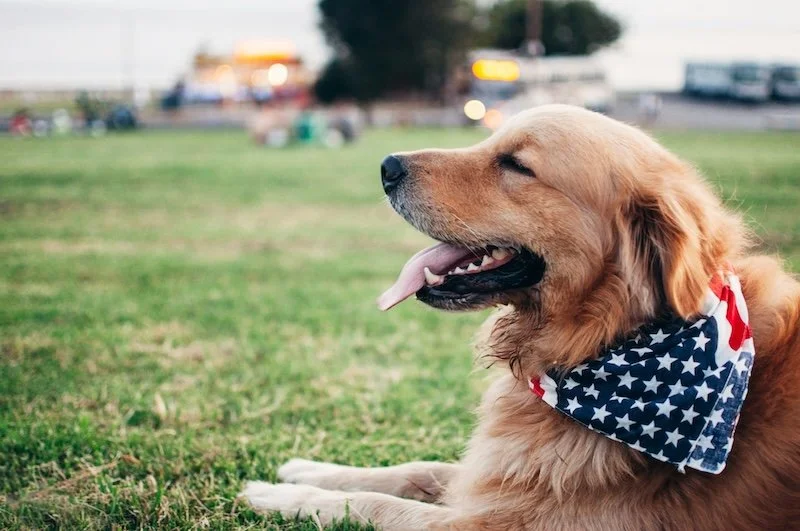 Animal Safety Over the 4th of July