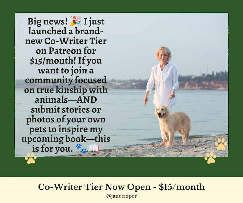 white woman dressed in white walking cream colored golden retriever on beach promo for janet roper's new $15.00 USD Co-Writer's tier on patreon