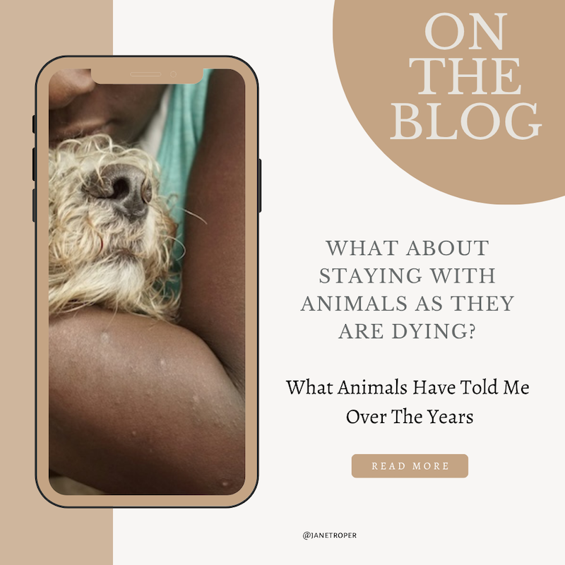 person of color hold tan dog as they are dying