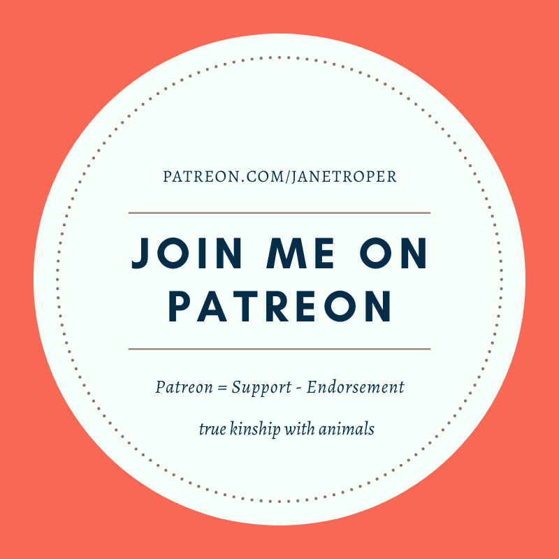 join me on patreon janet roper true kinship with animals