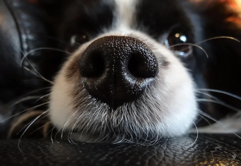 Changing The Way We Relate to Animals