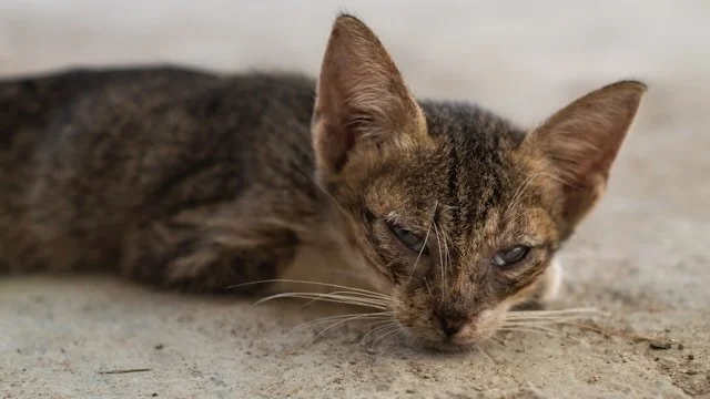 gray tabby cat laying down, not feeling well