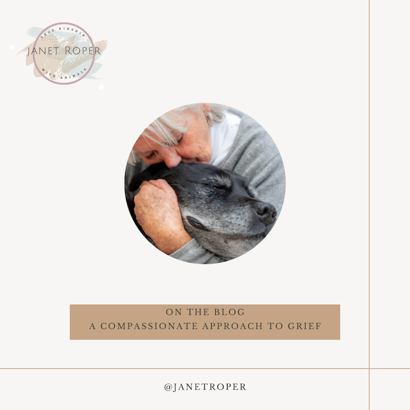gray haired woman heading sick black lab with gray muzzle on the blog a compassionate approach to grief