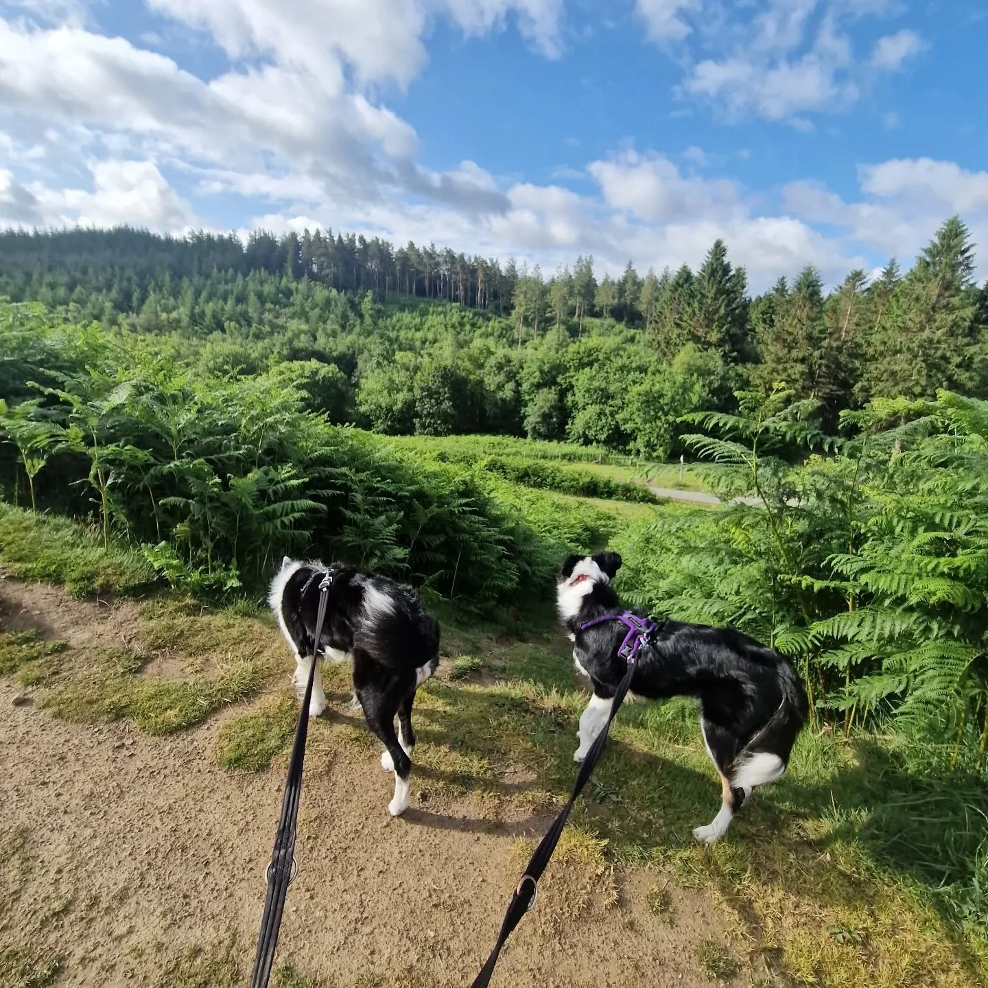 'Doggy Days Out'