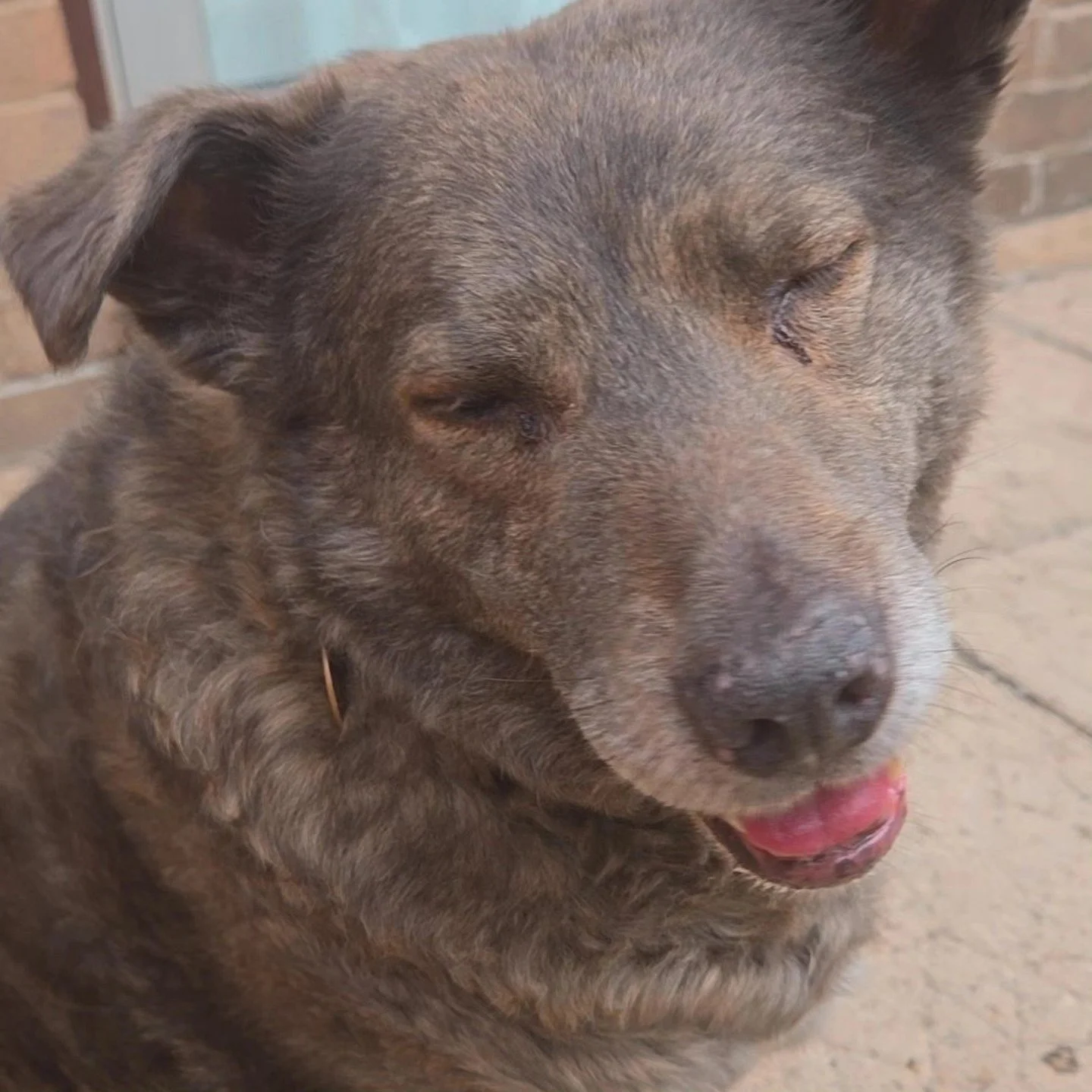 jenny dogs.jpg