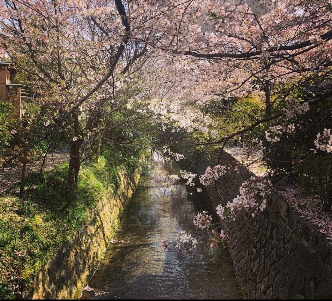 🌸Cerisiers en fleurs sur le Chemin des philosophes à Koyto.

🇯🇵À quelques pas de notre restaurant Breizh Café à Koyto, le Chemin des philosophes à Kyoto est un sentier longeant le canal du lac Biwa. Les visiteurs