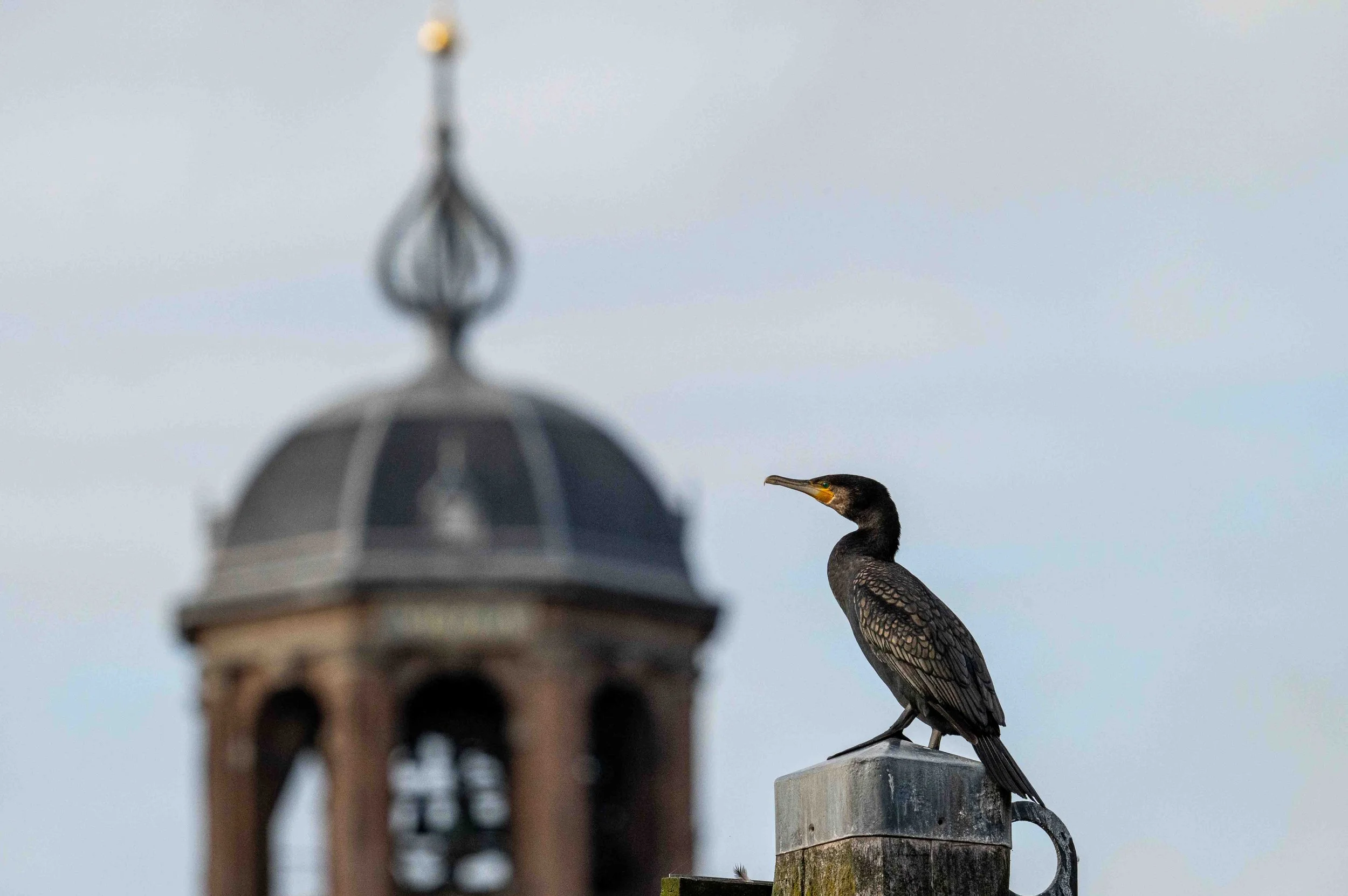Cormorant with the Lebuinus Church in the background