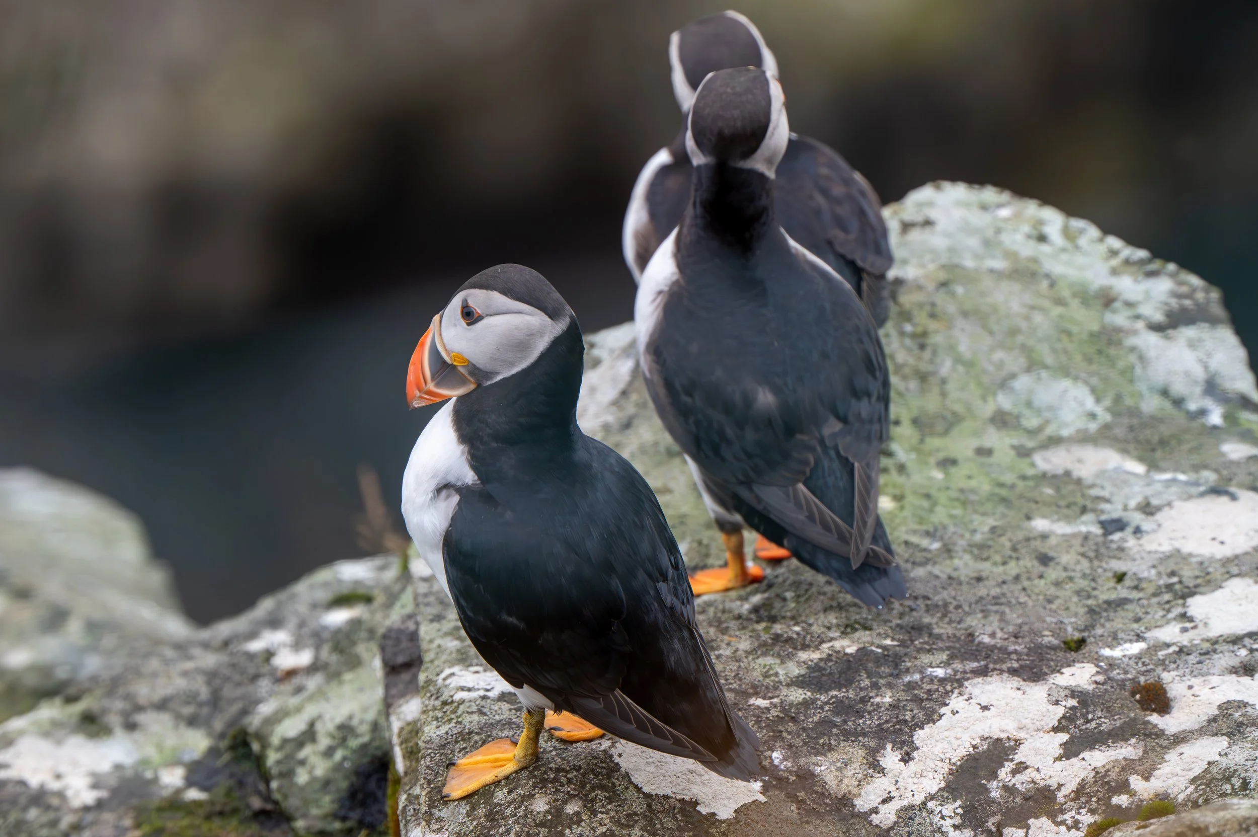 Puffins three in a row