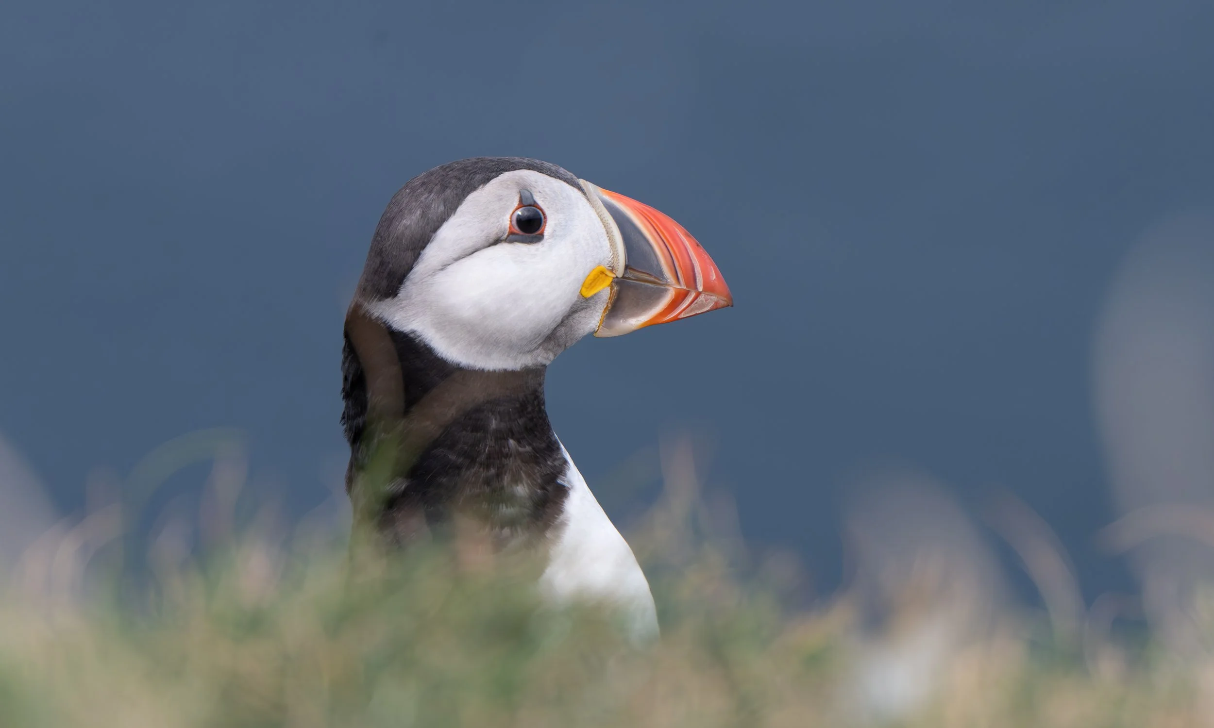 Puffin close-up