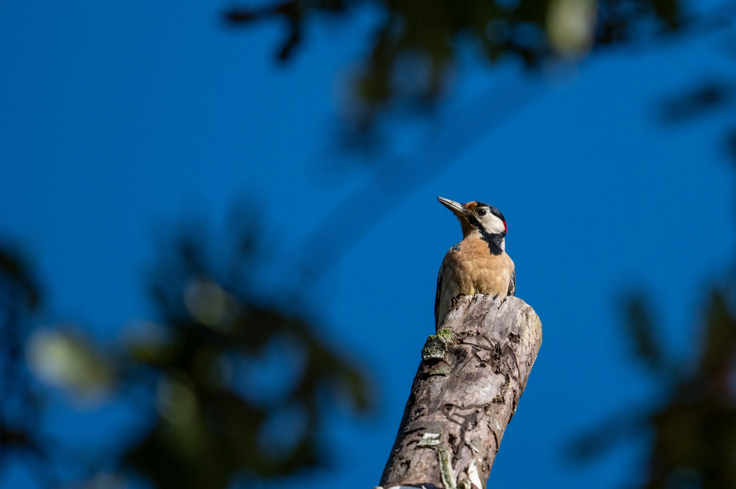 DSC_6718.jpg
