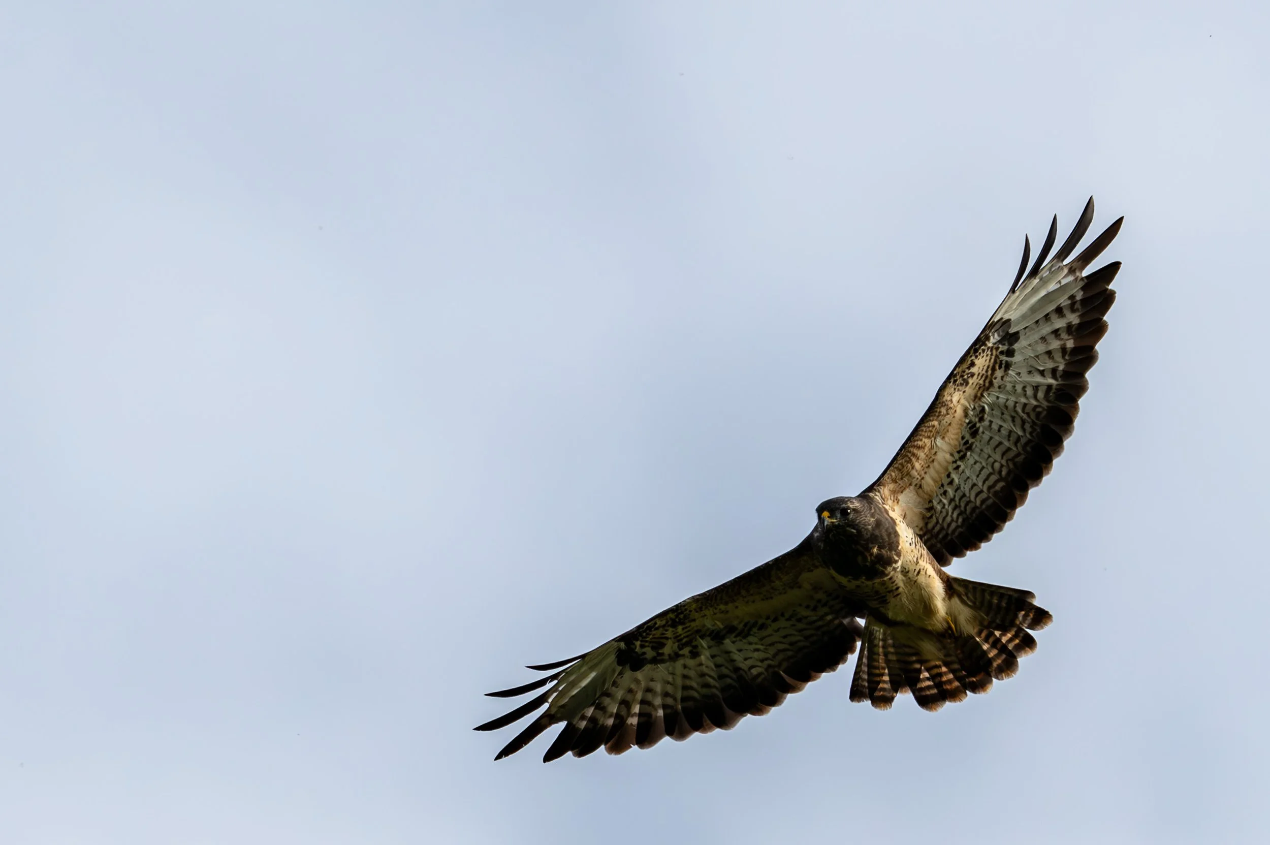 Buzzard in flight