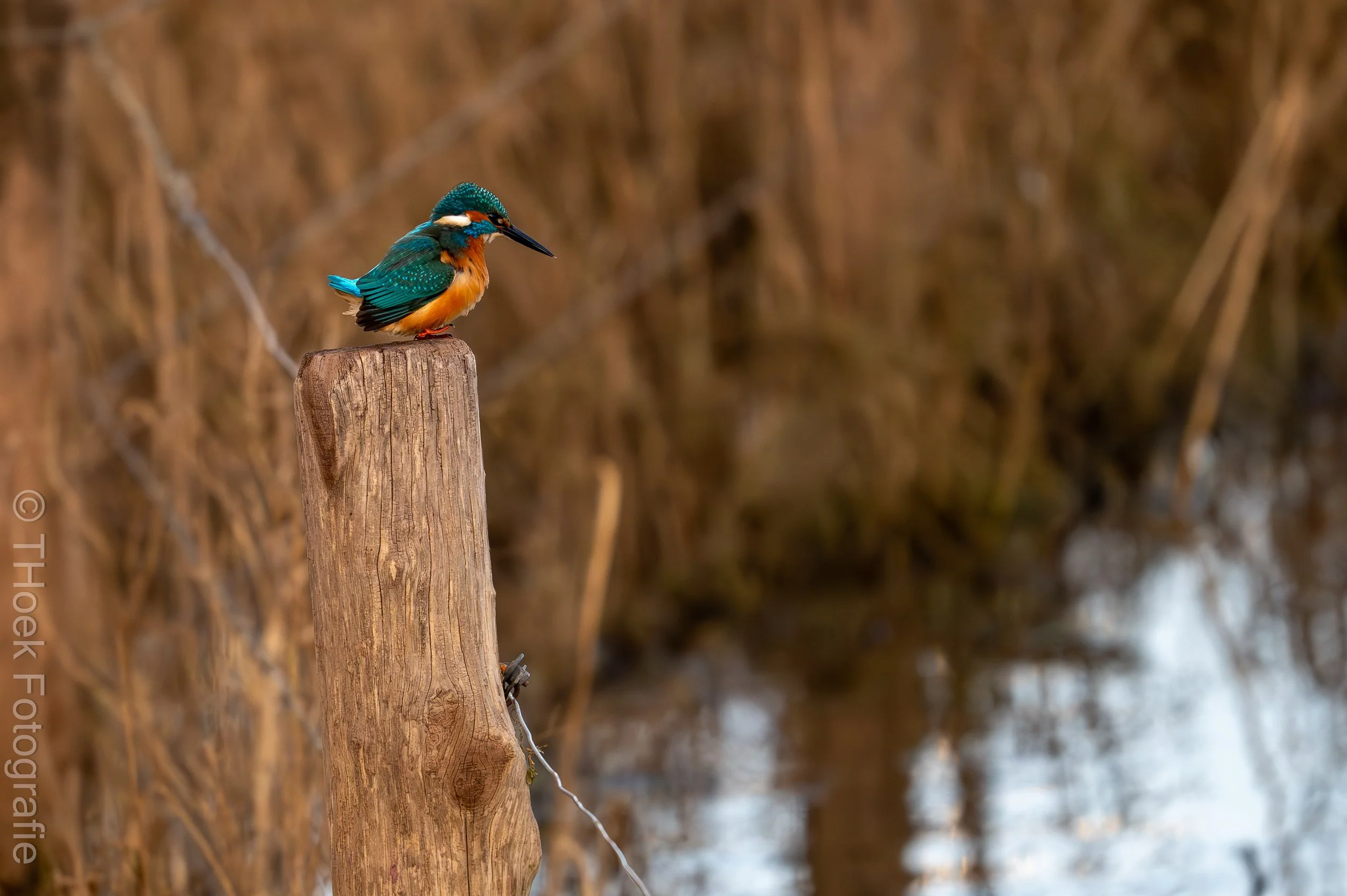 Kingfisher on a fencepole