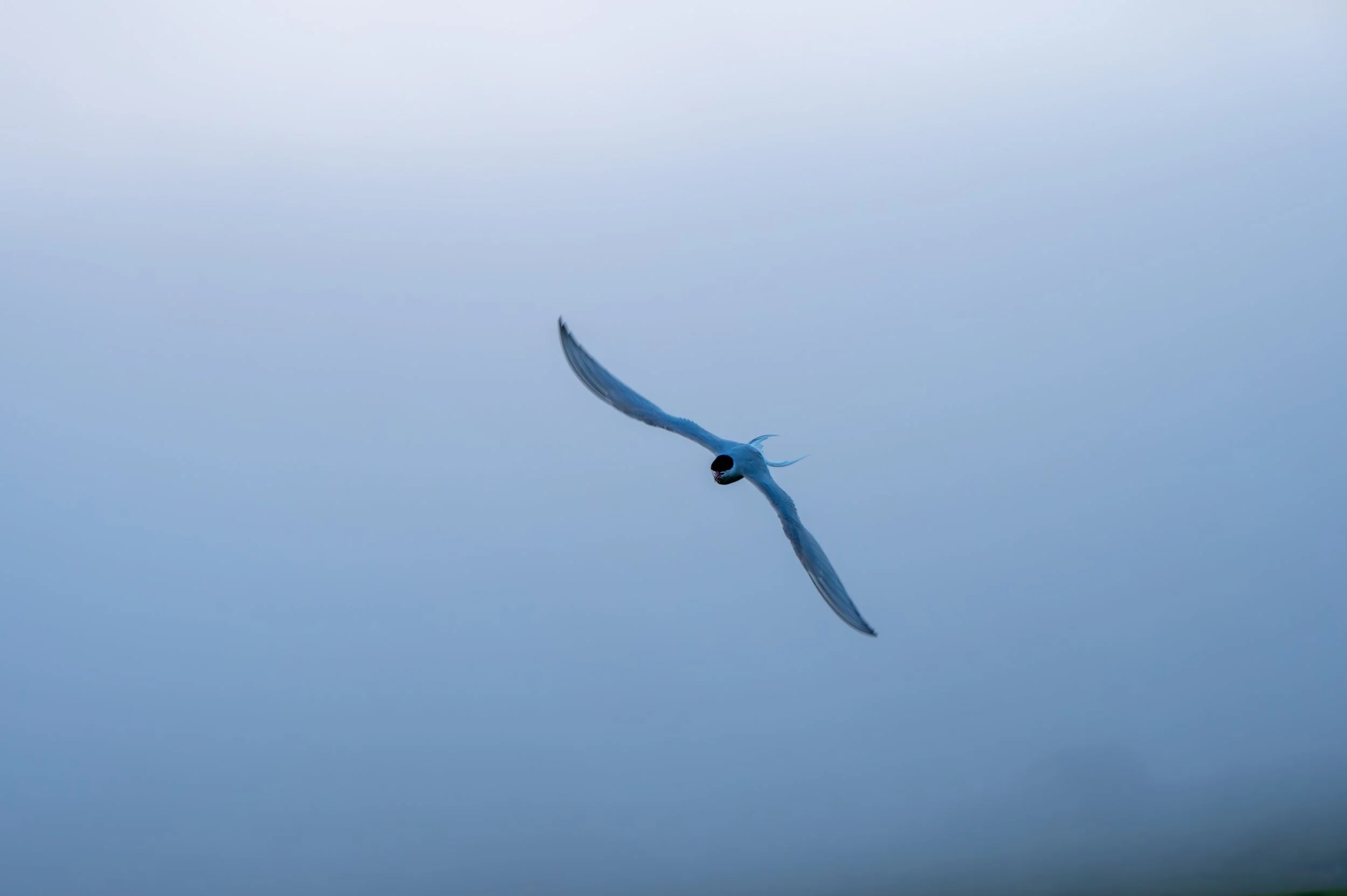 Stern flying in front of fog