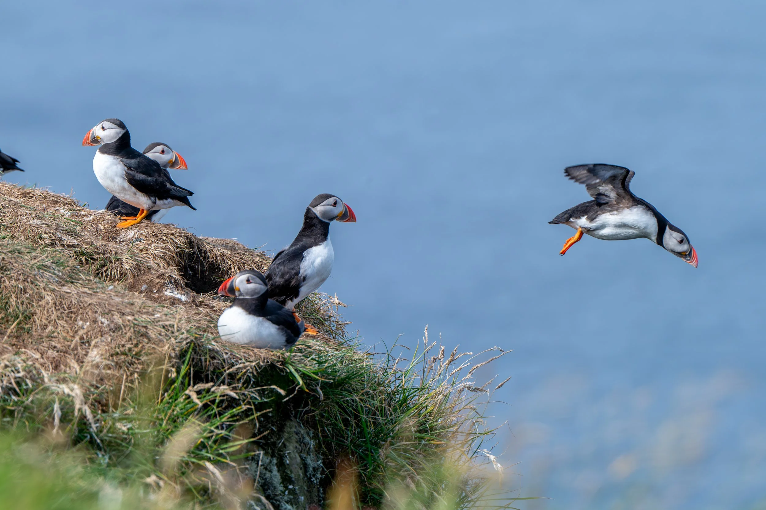 Puffin taking flight