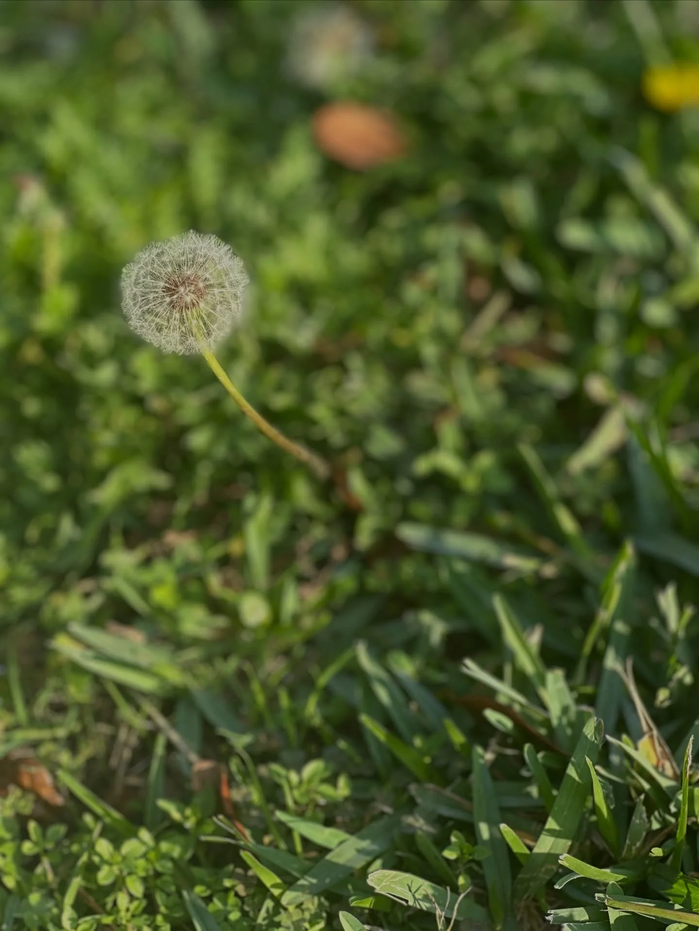 Dande.  D and E (the abbreviation I used for my previous business name, Delegate and Elevate). But also, short for Dandelion. A symbol for resilience, strength, endurance and transformation. 

It&rsquo;s also incredibly versatile (I give my blessing 