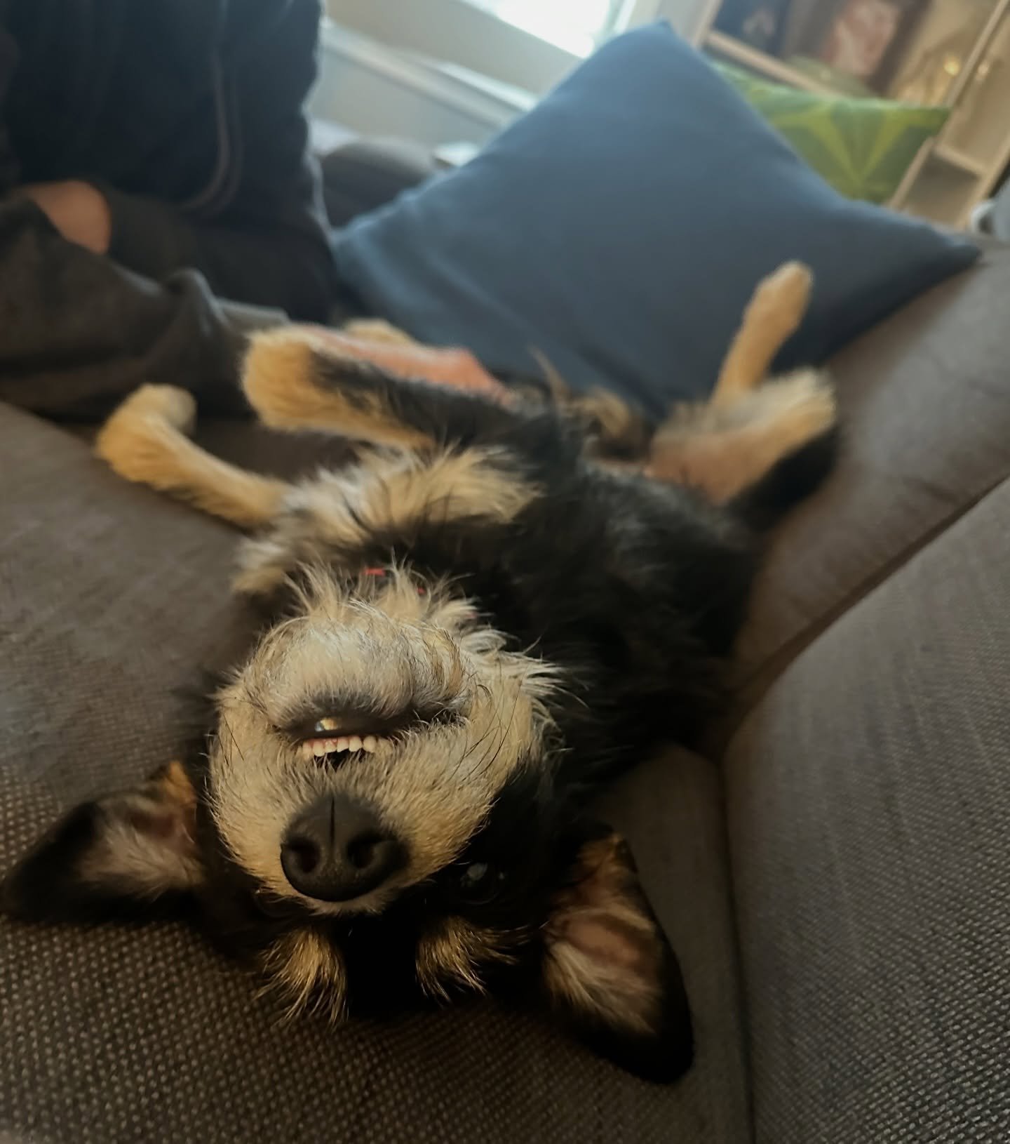 Friday, amiright?! This is Maeve. She&rsquo;s our newest rescue pup and we love her so. We adopted her on Valentine&rsquo;s Day and brought her home nine days ago. 

I knew she was meant for our family the moment I laid eyes on her photo. When we ori