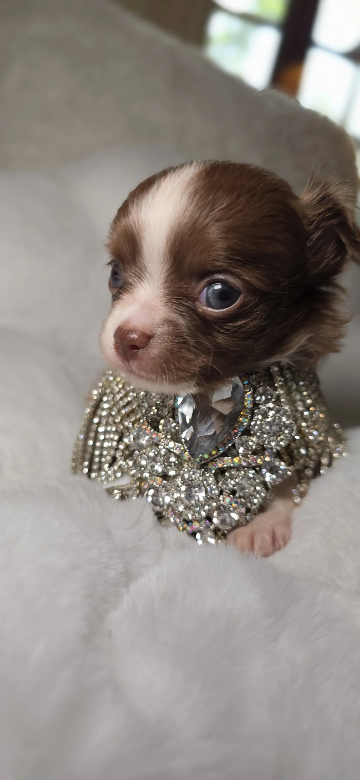 Available Puppies | Isabella Christy's Chihuahuas | Chihuahua