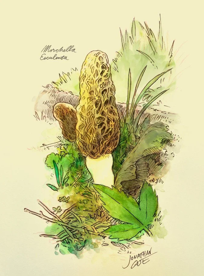 morels.jpg