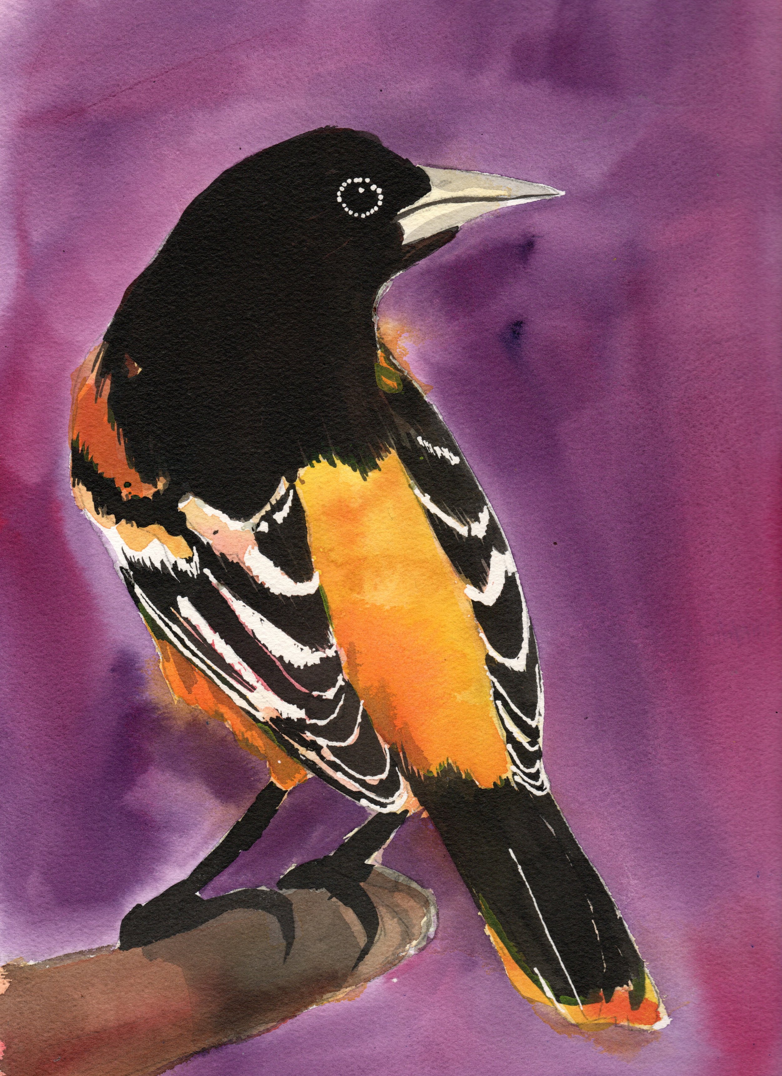 Black orange bird (1).jpg