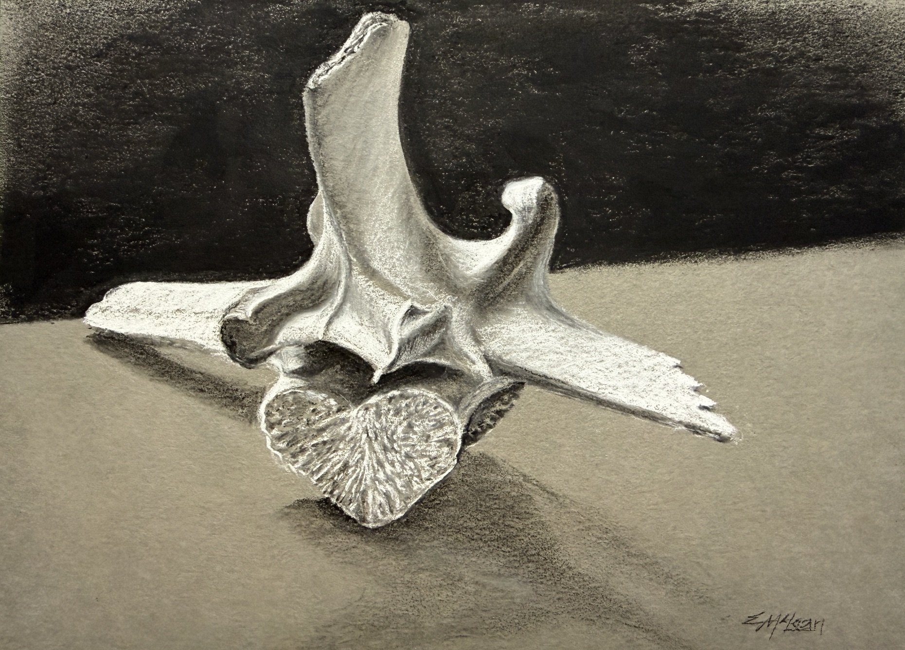 Vertebrae_charcoal.jpg