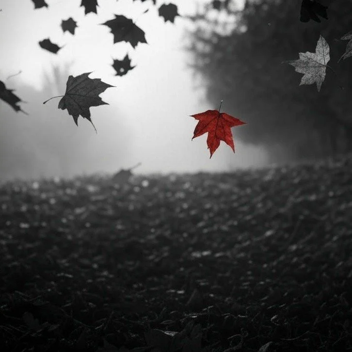 A single red maple leaf falling among black and white leaves in a foggy outdoor setting.