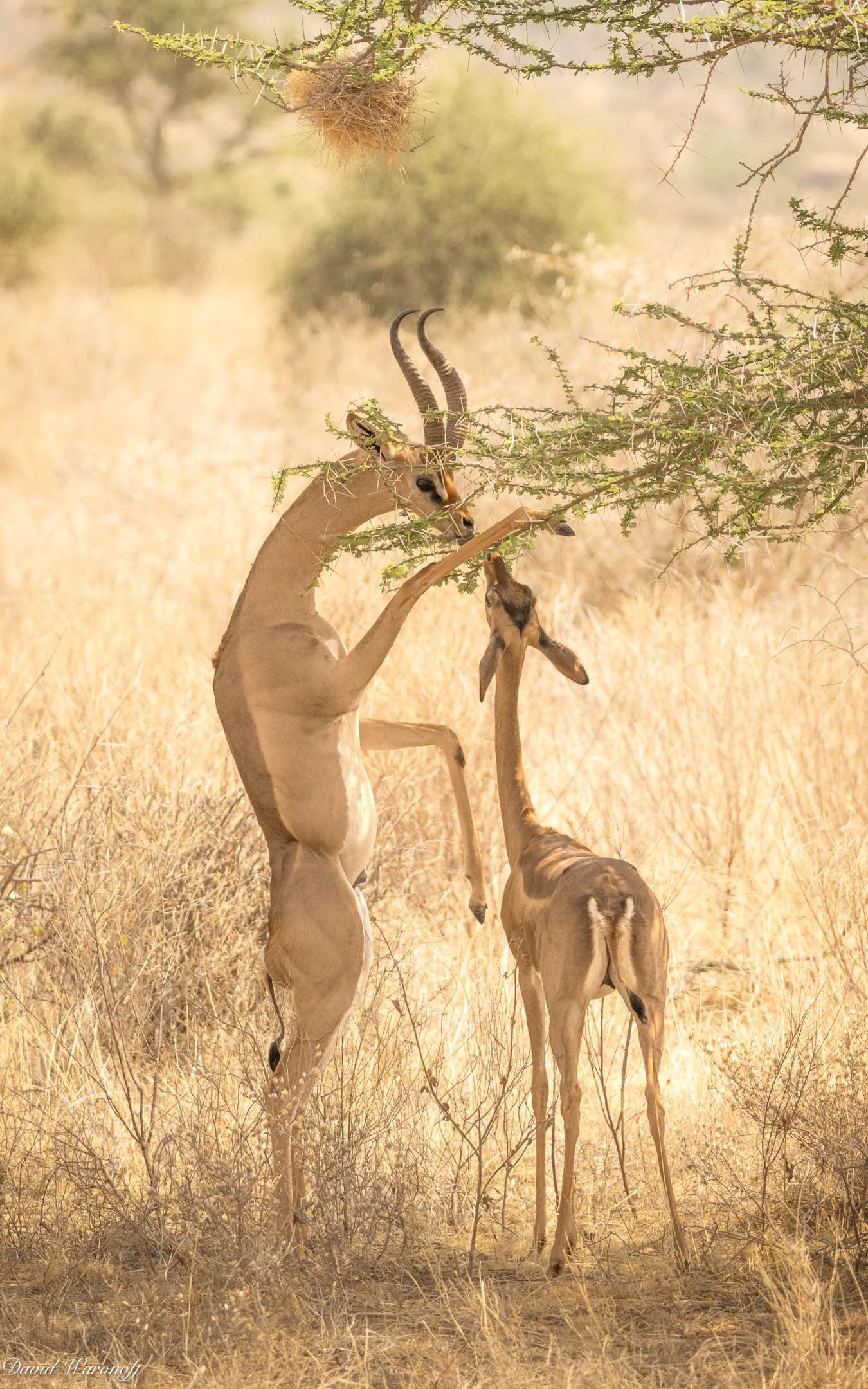 Samburu-99370.jpg
