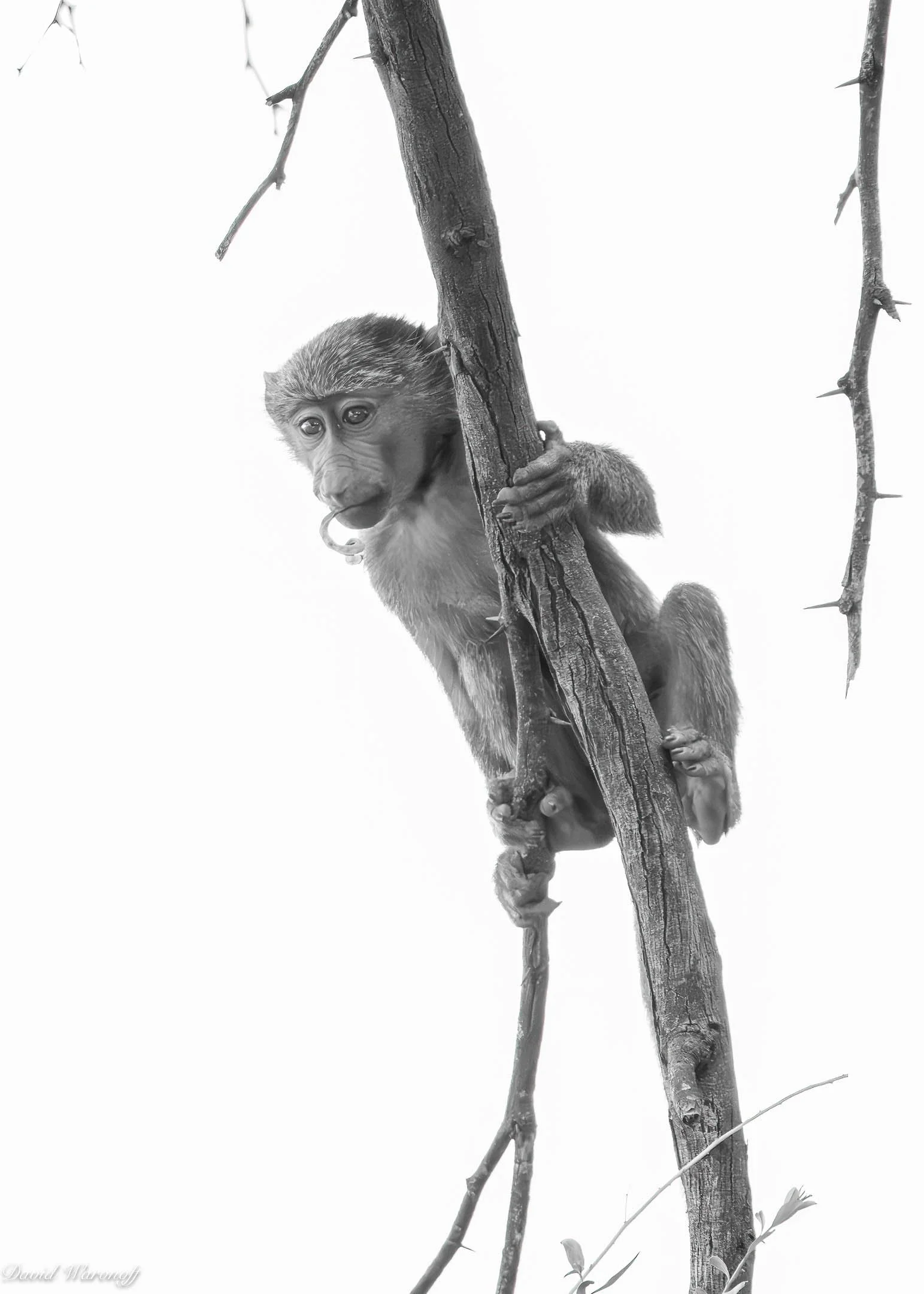 Samburu--2.jpg