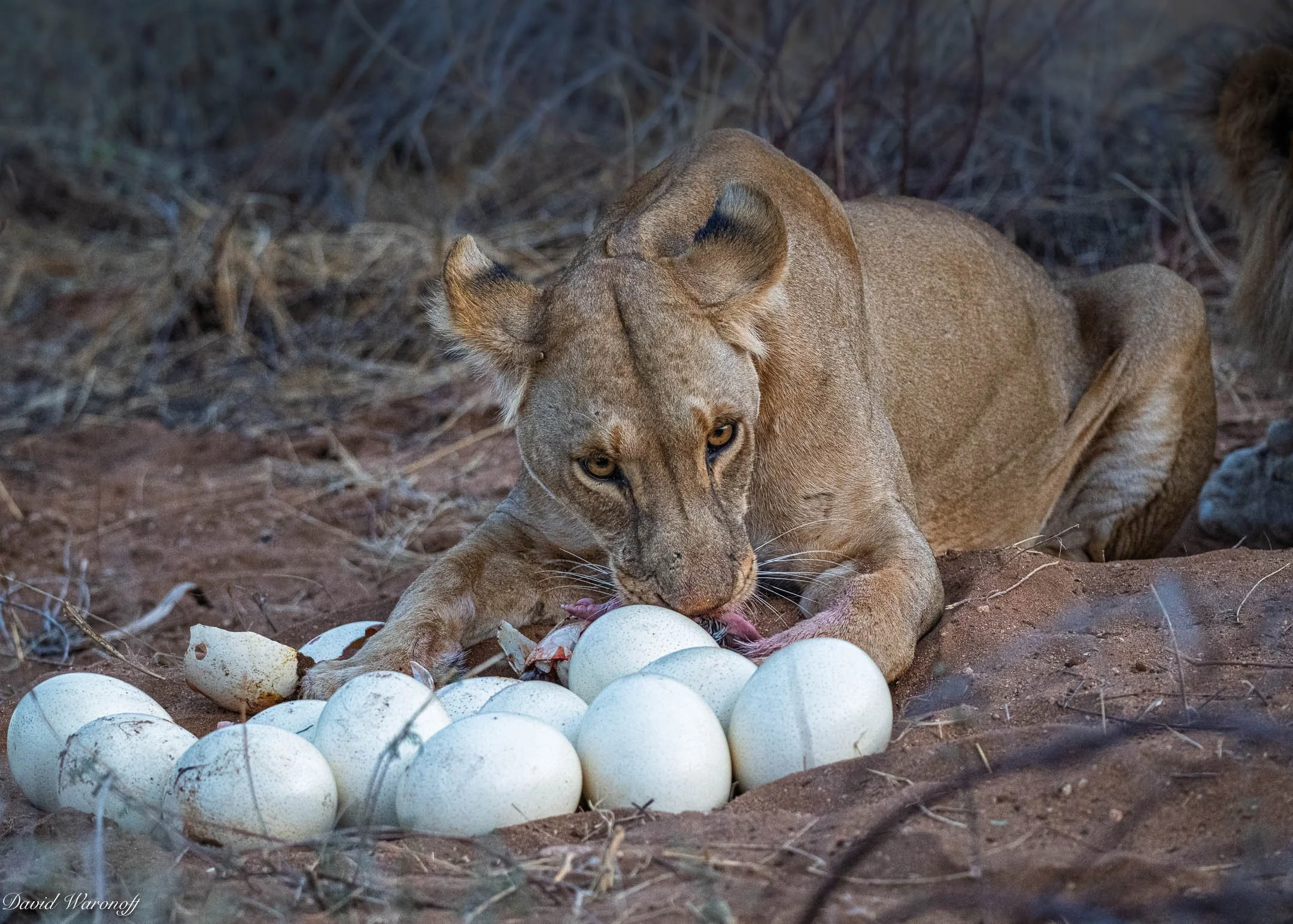 Samburu-87375.jpg