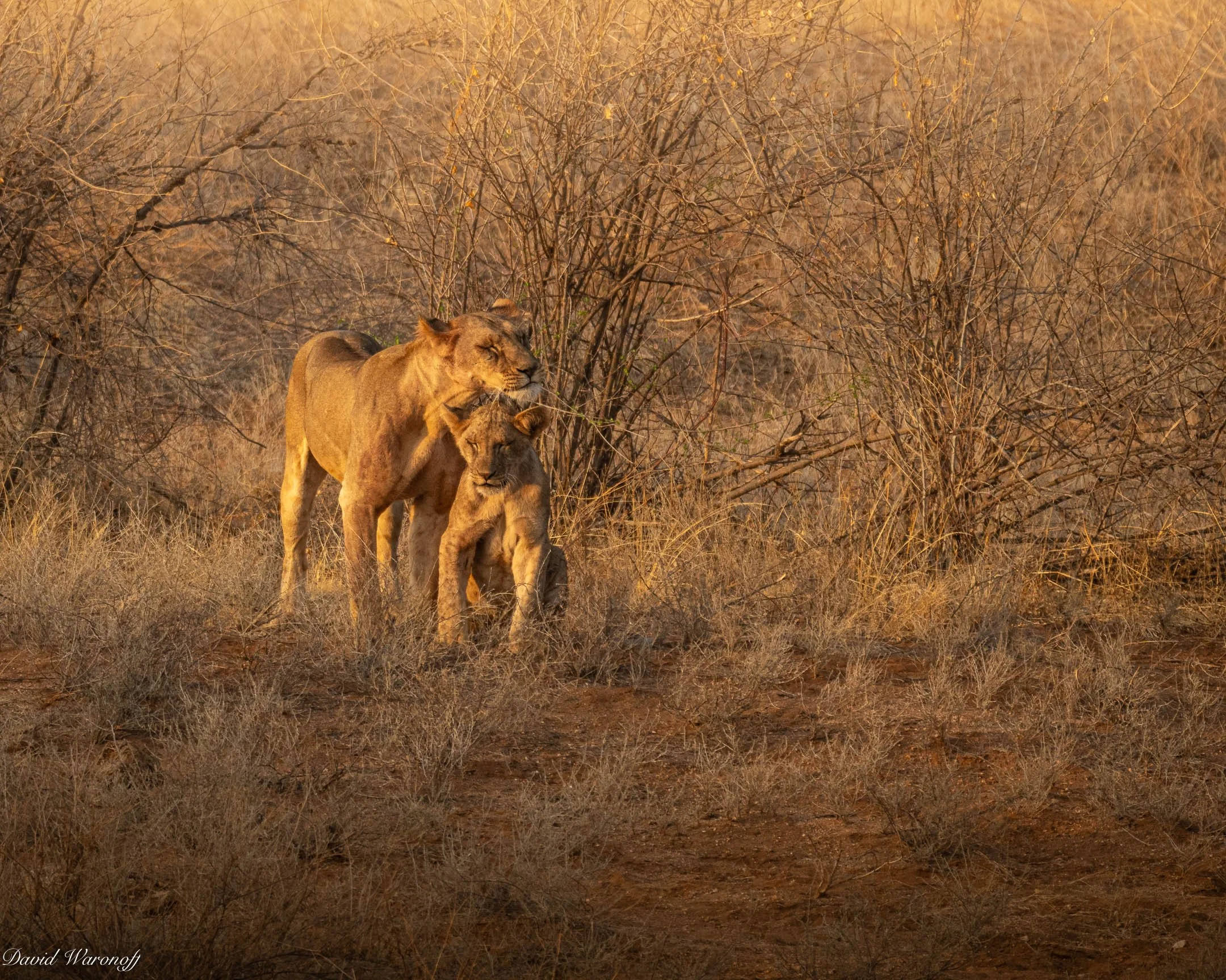 Samburu-91009.jpg