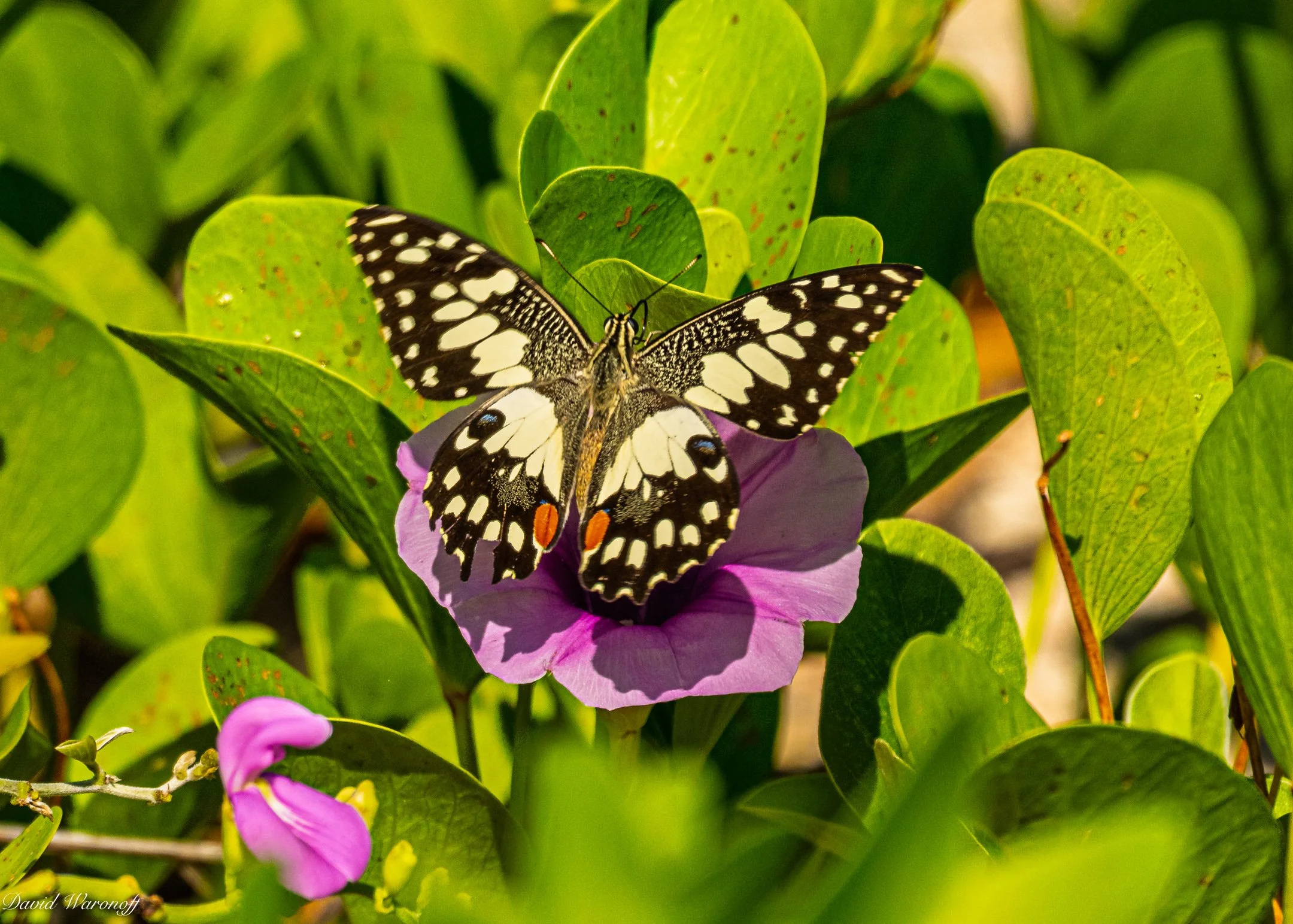 _0Z96425.jpg