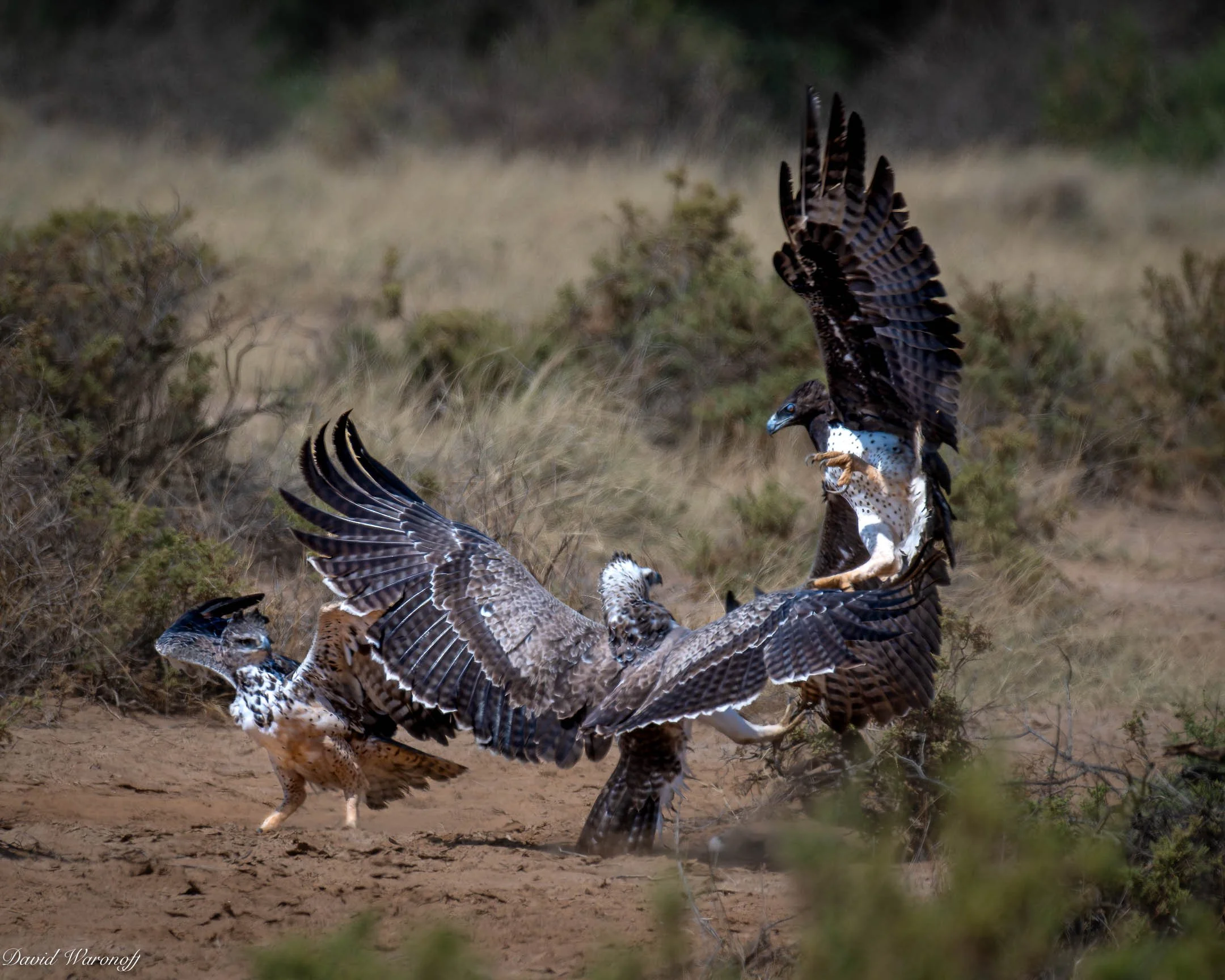 Samburu--3.jpg
