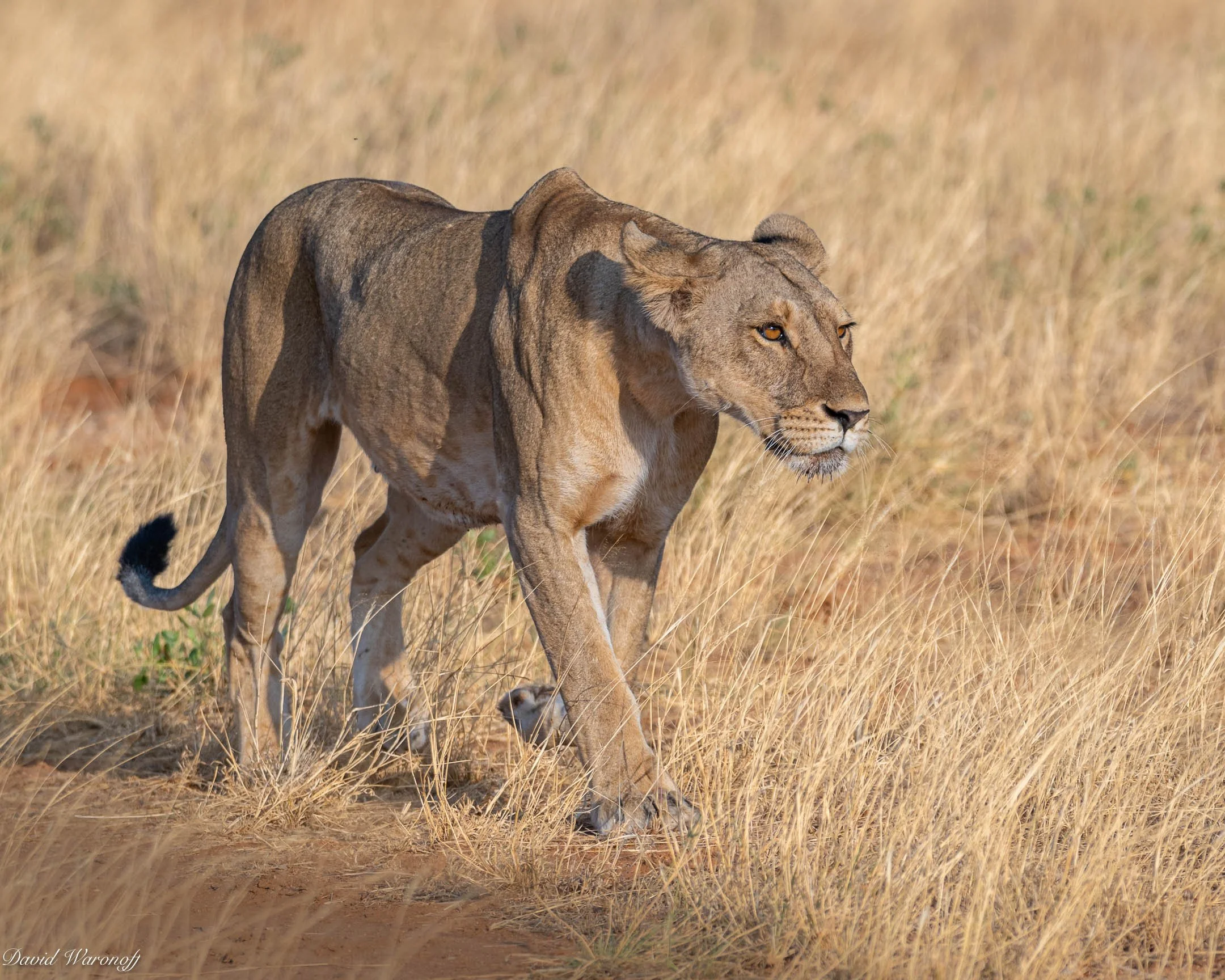 Samburu-86011.jpg
