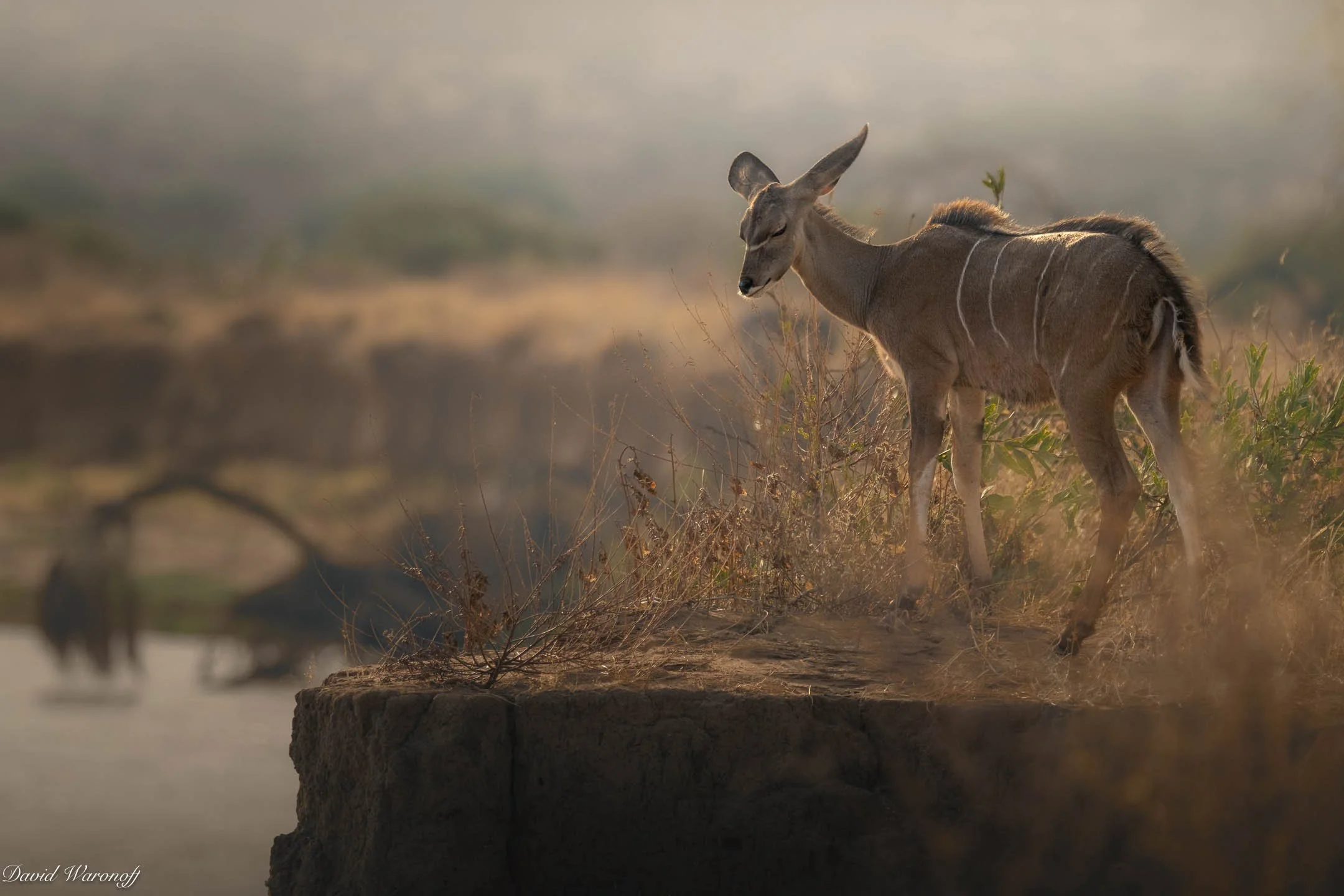 Samburu-90443.jpg