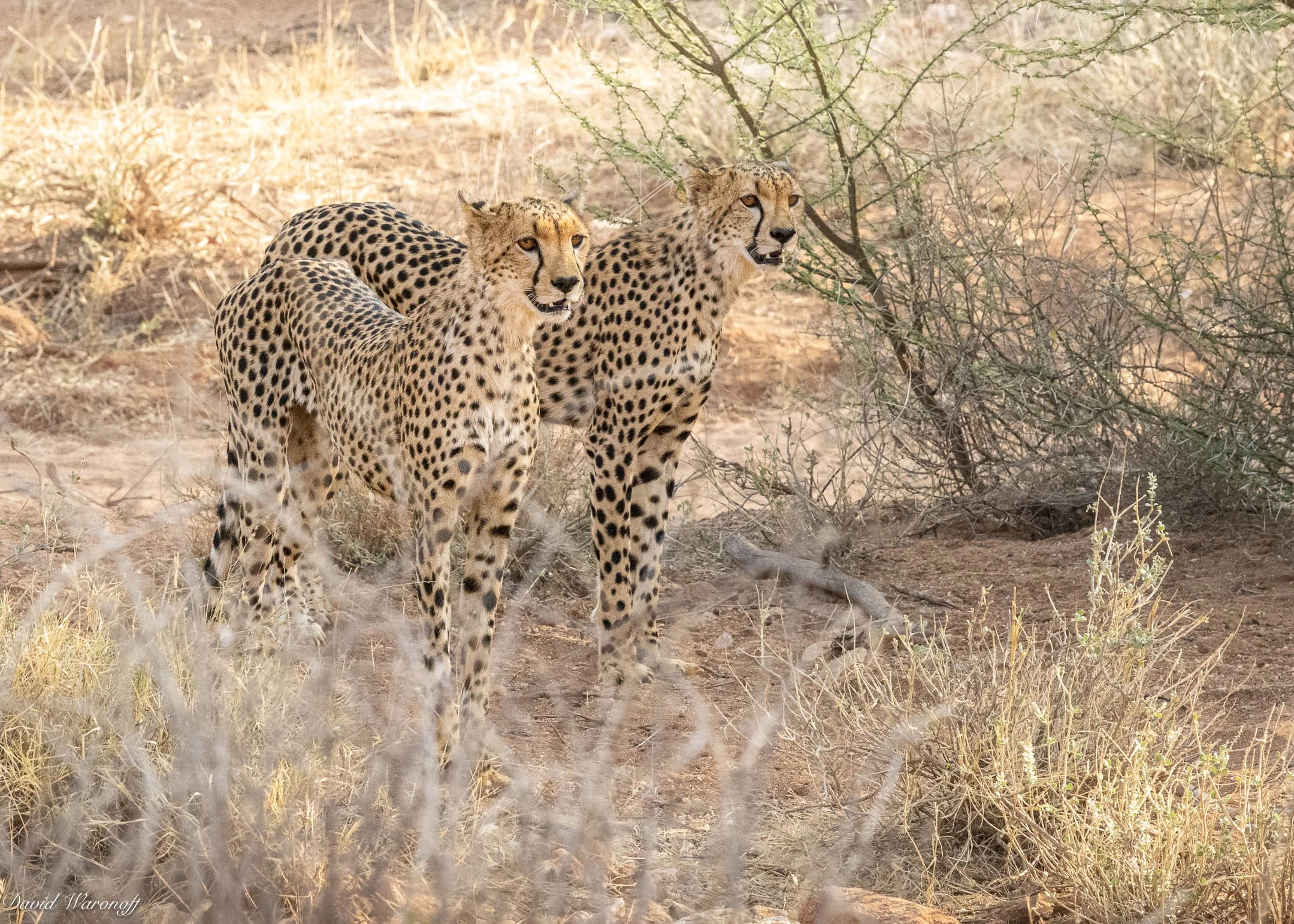 Samburu-92336.jpg