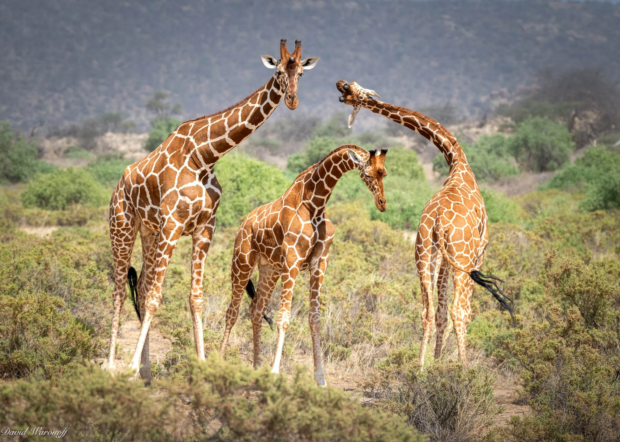 Samburu-86412.jpg