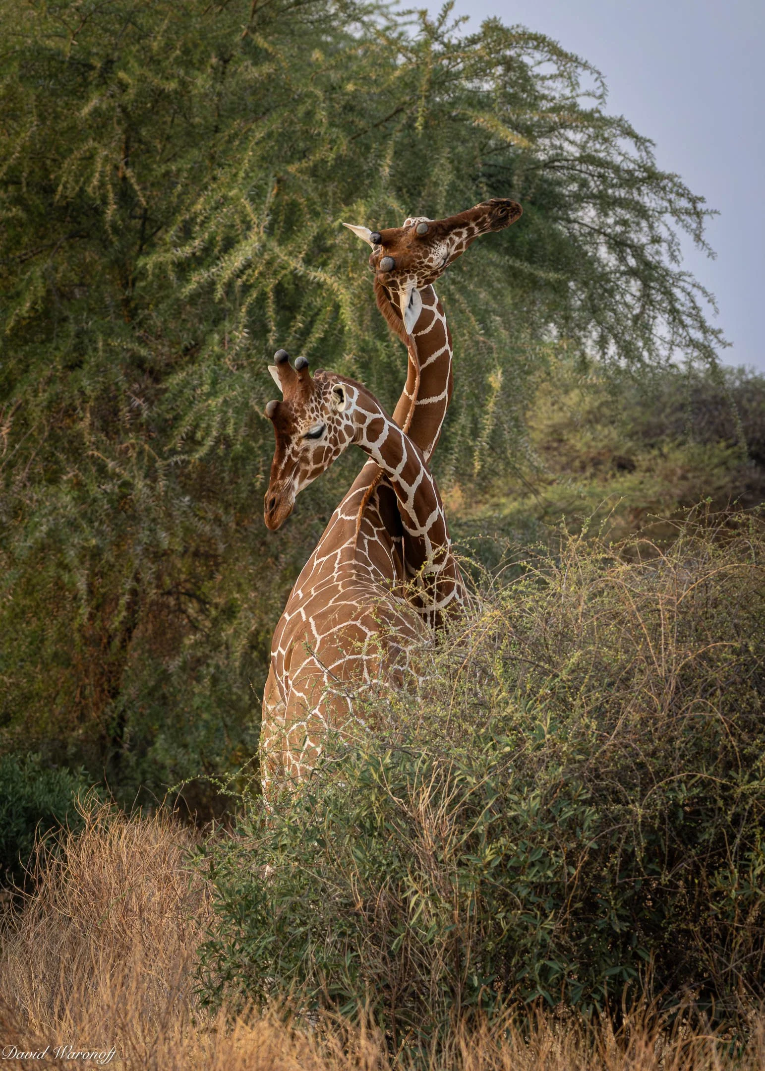Samburu-90616.jpg