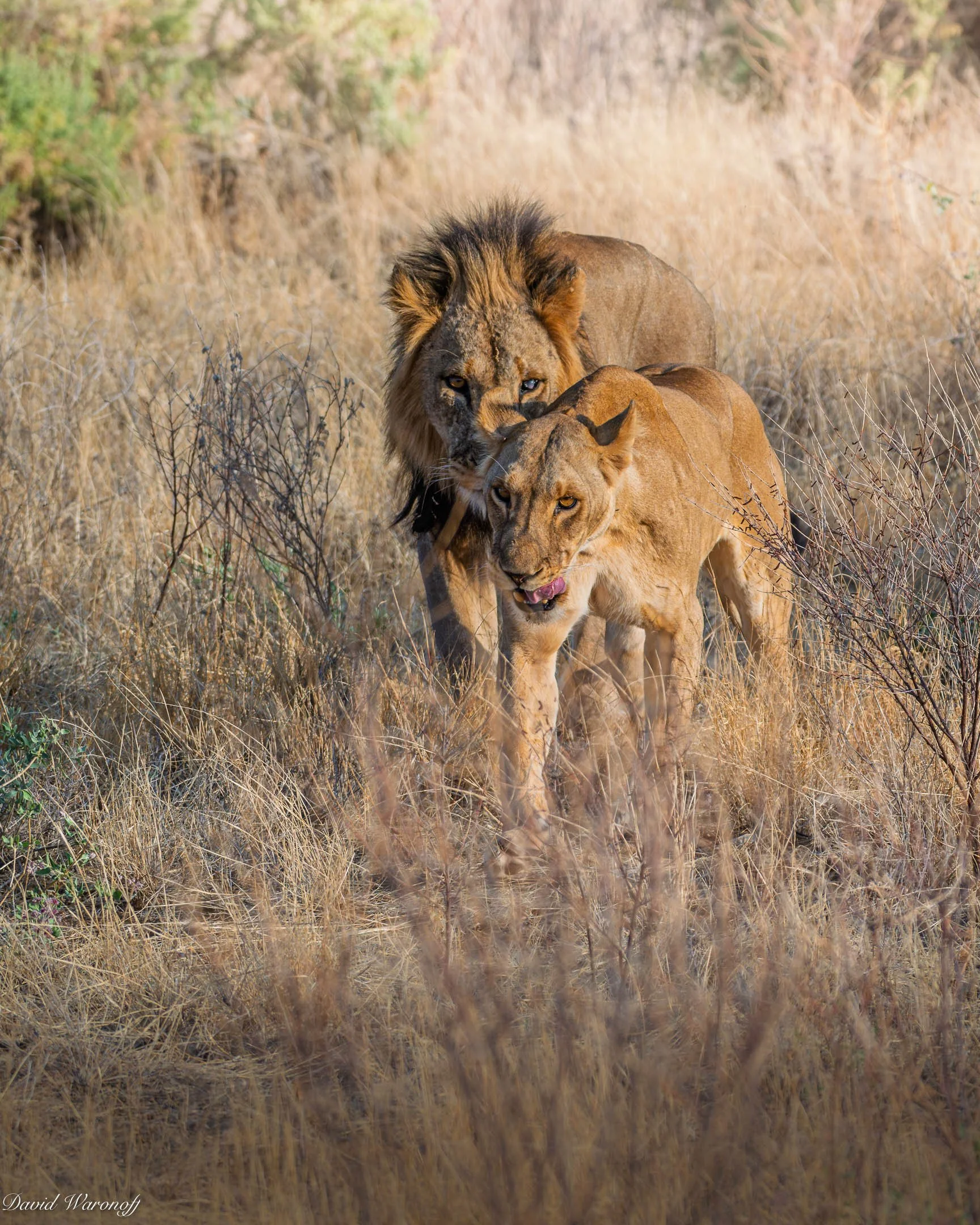 Samburu-86940.jpg