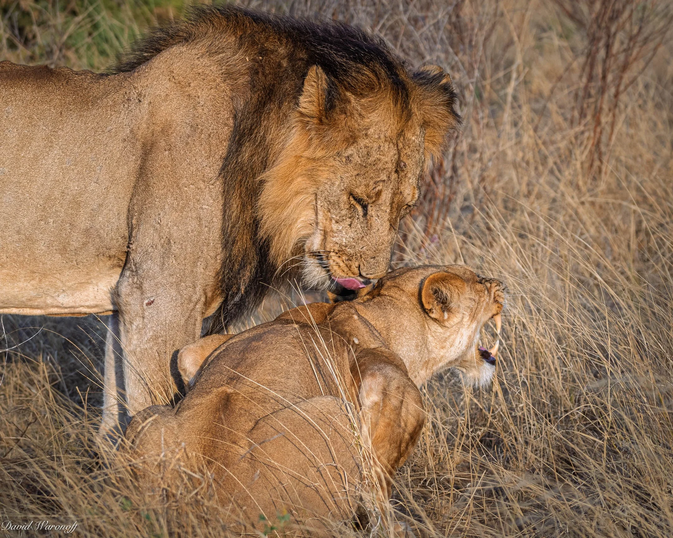 Samburu-87275.jpg