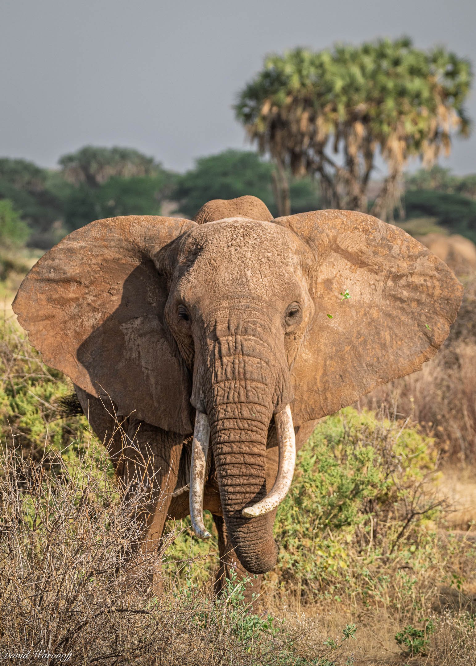 Samburu-83870.jpg