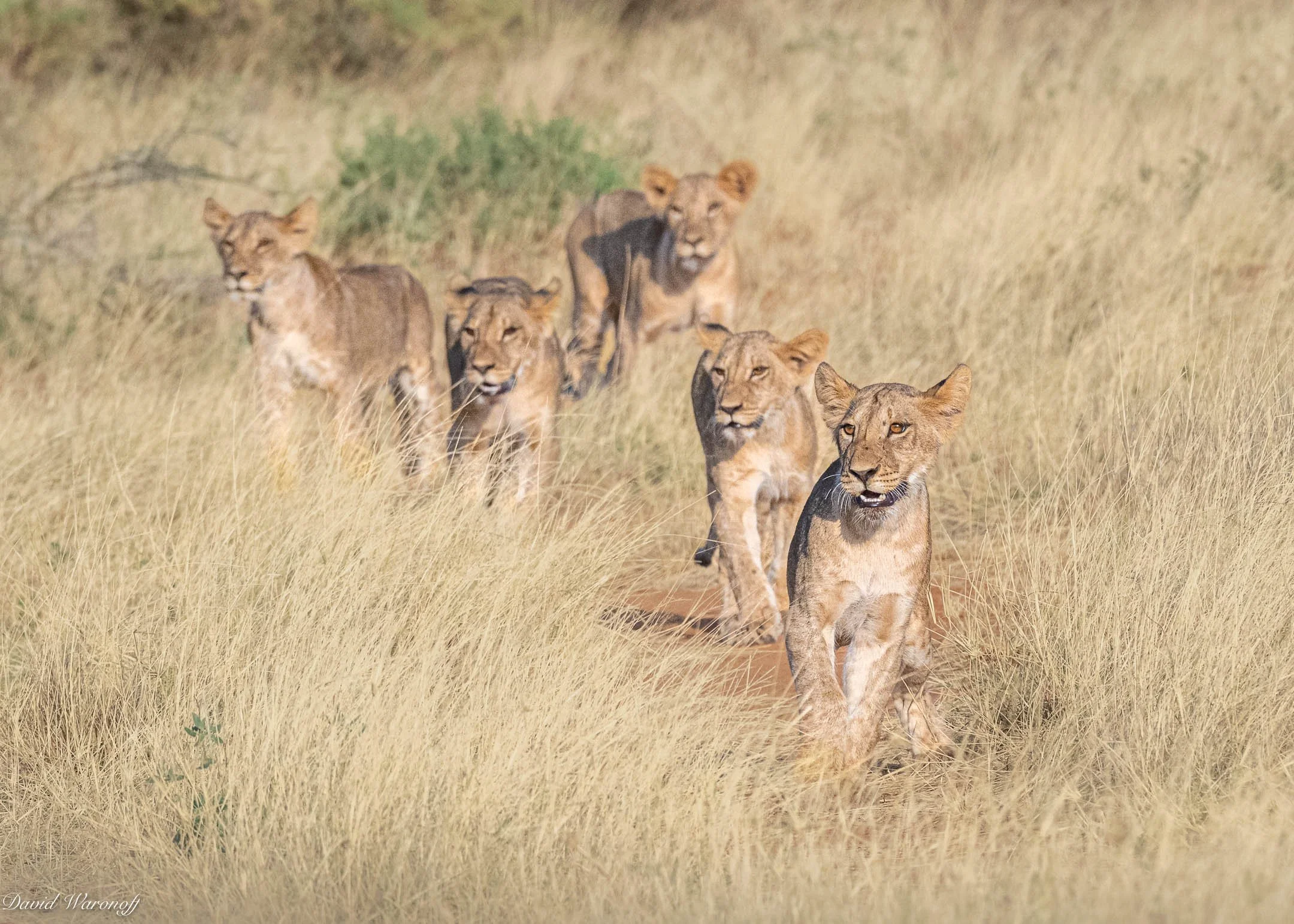 Samburu-86034.jpg